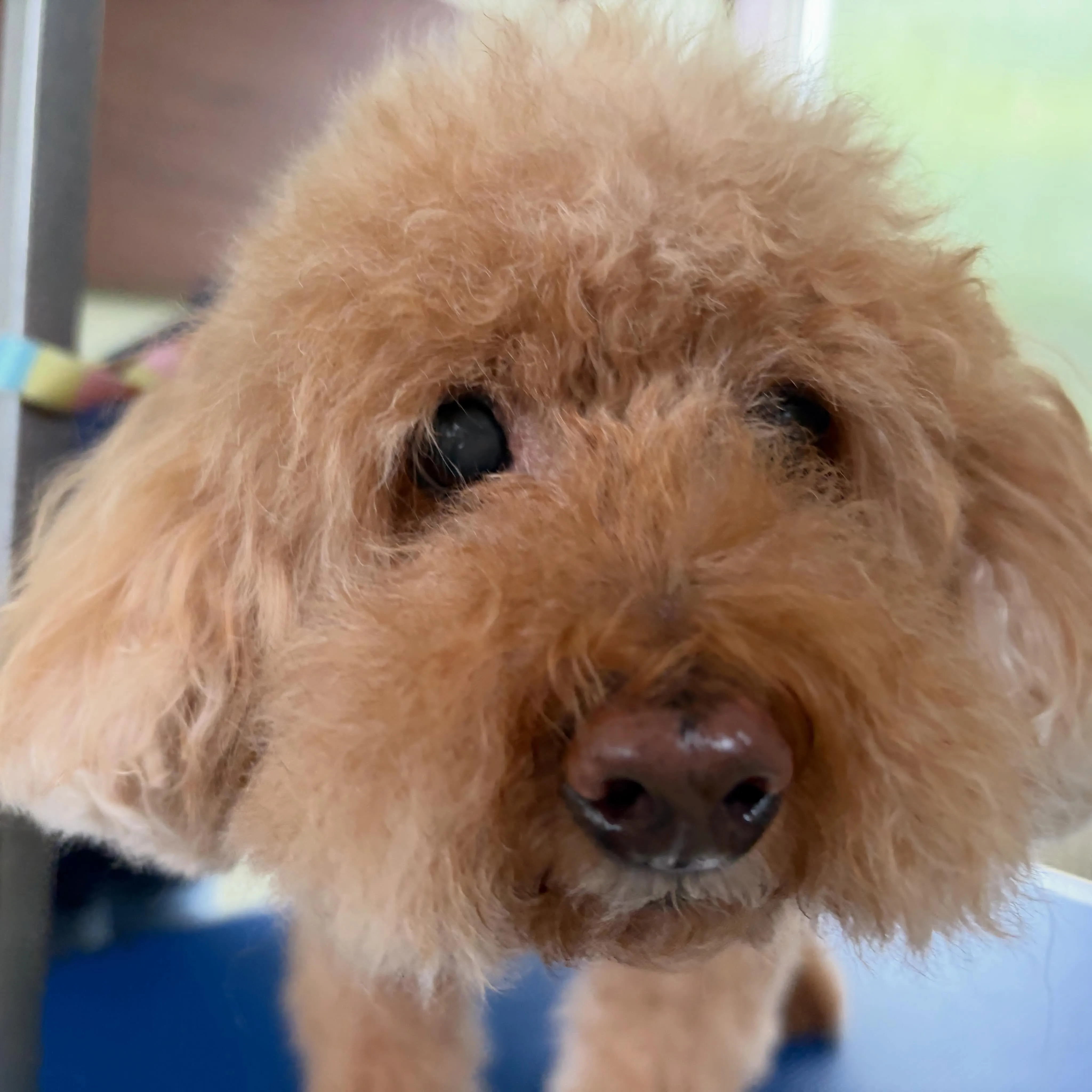 トリミングのセットメニューをご利用頂いたわんこたち🐾