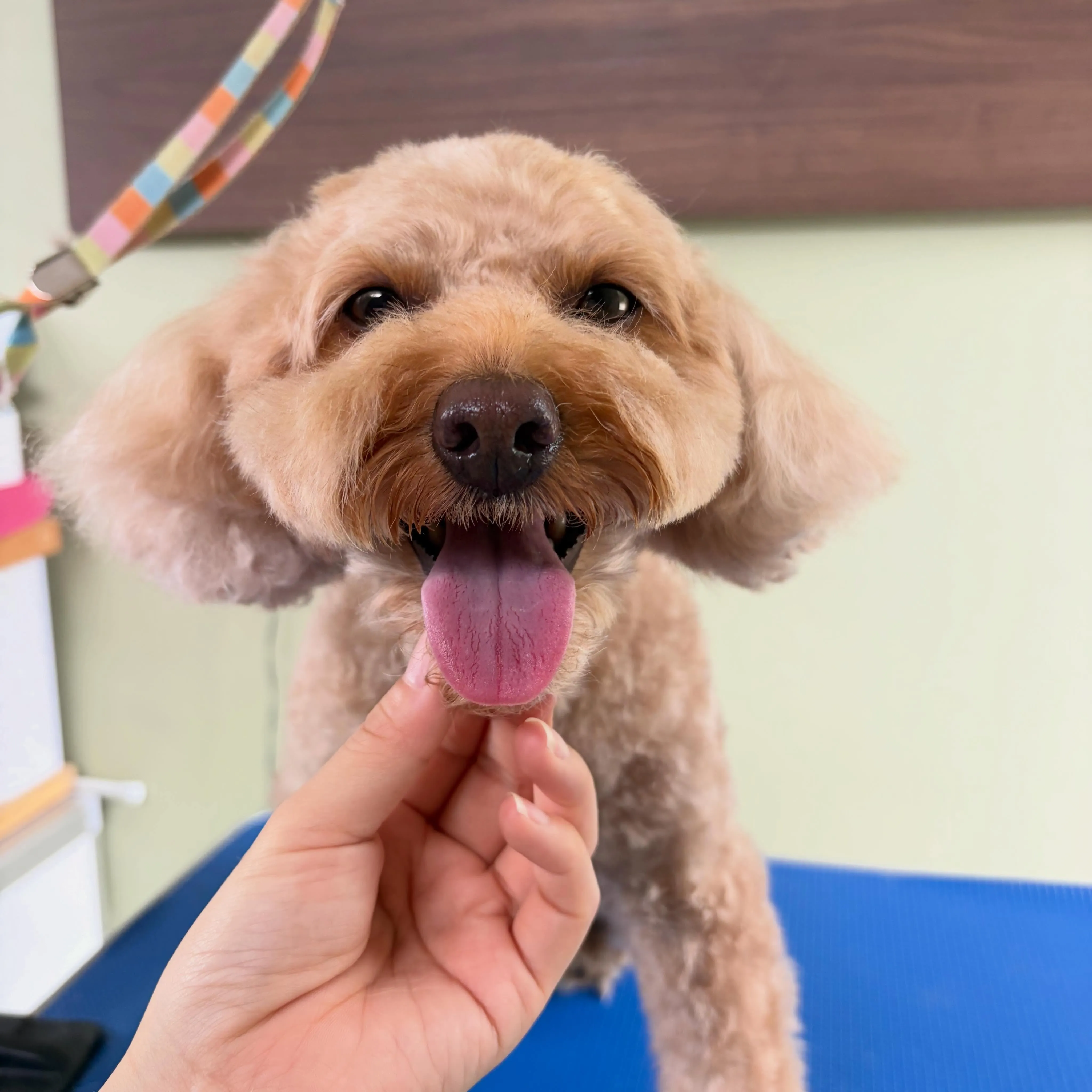 トリミングのセットメニューをご利用頂いたわんこたち🐾