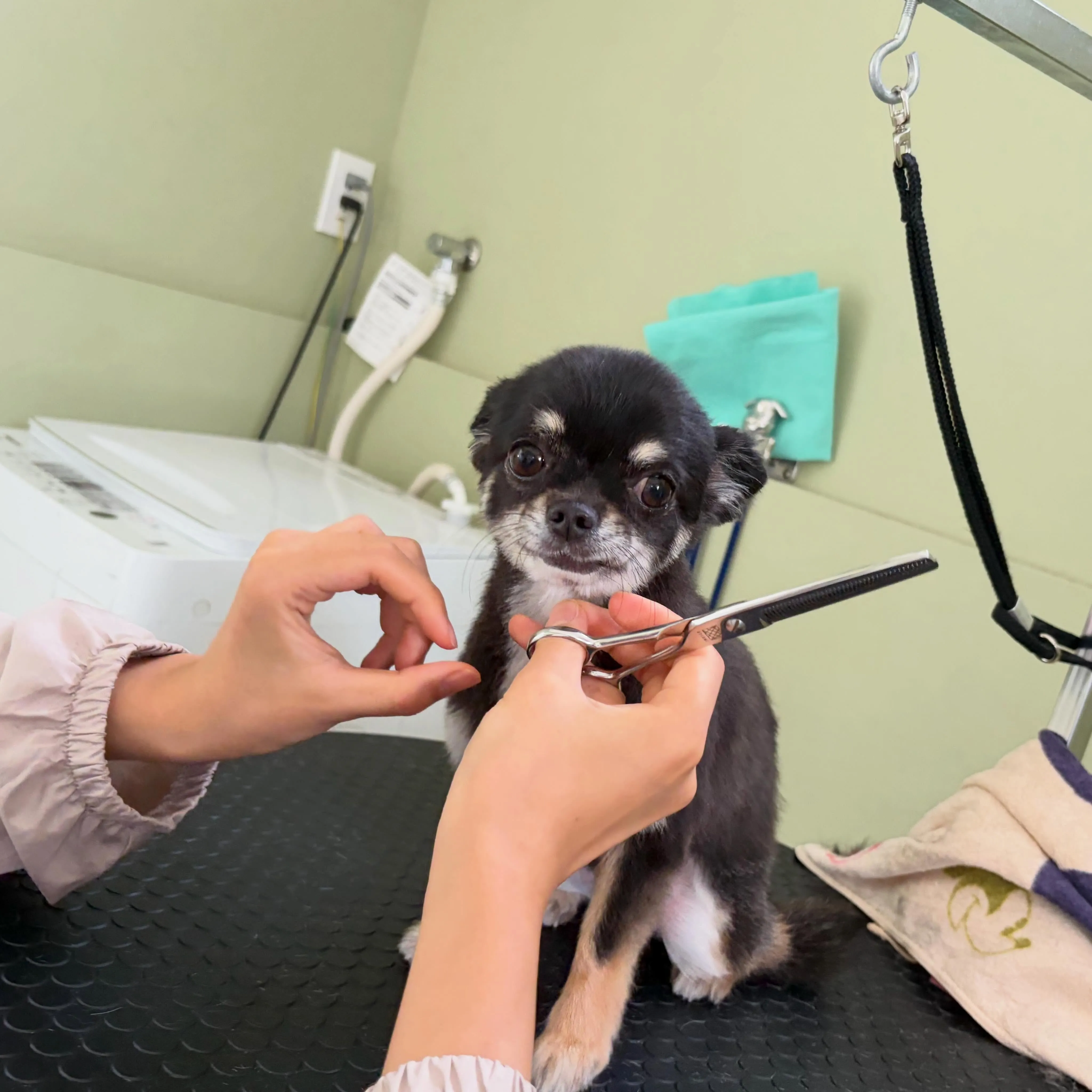 トリミングのセットメニューをご利用頂いたわんこたち🐾