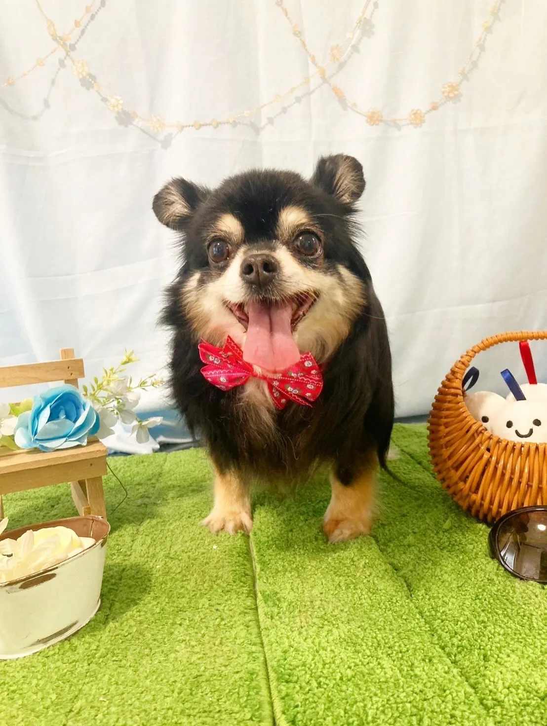 トリミングのセットメニューをご利用頂いたわんこたちです🌟