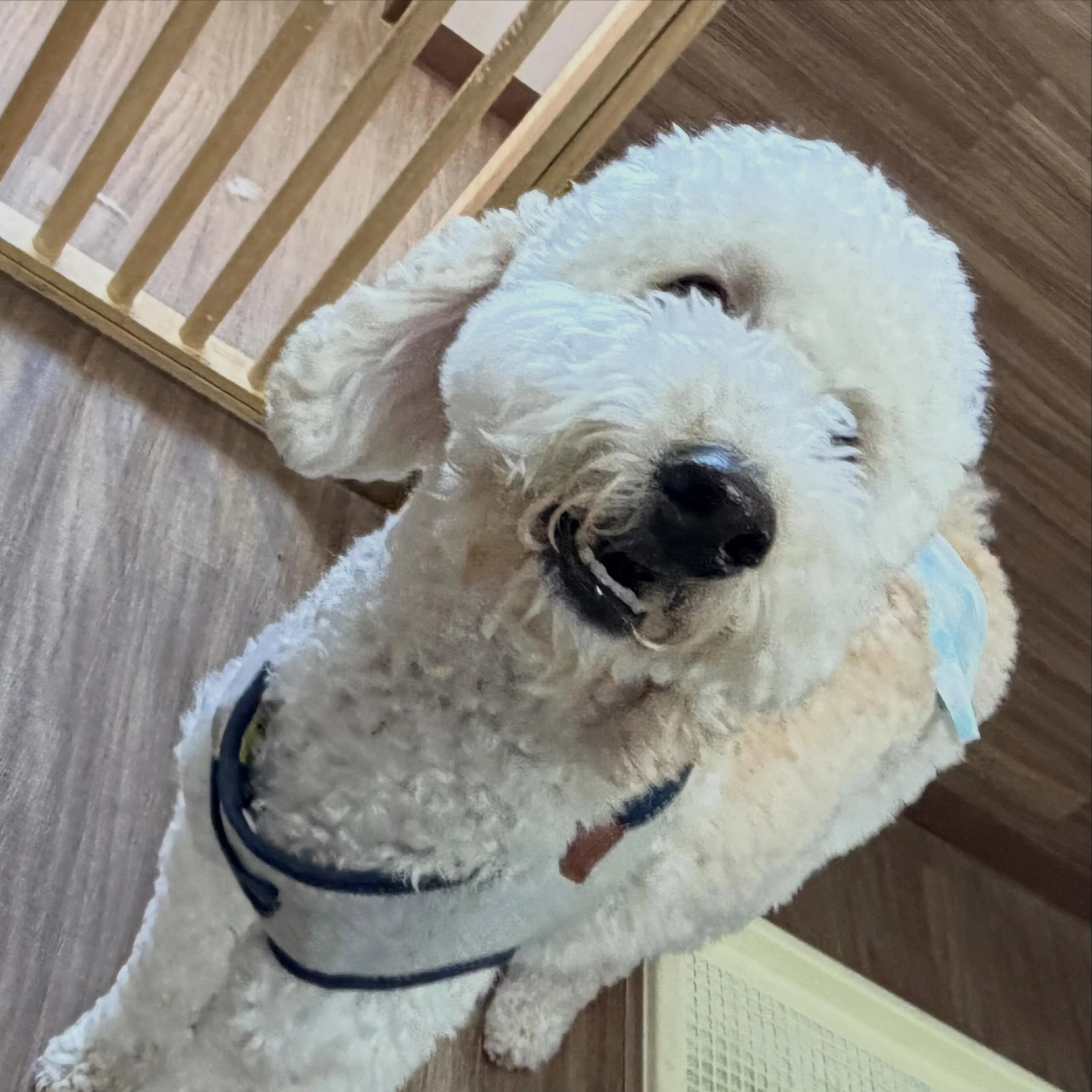 入会してくれたはるくんです😊