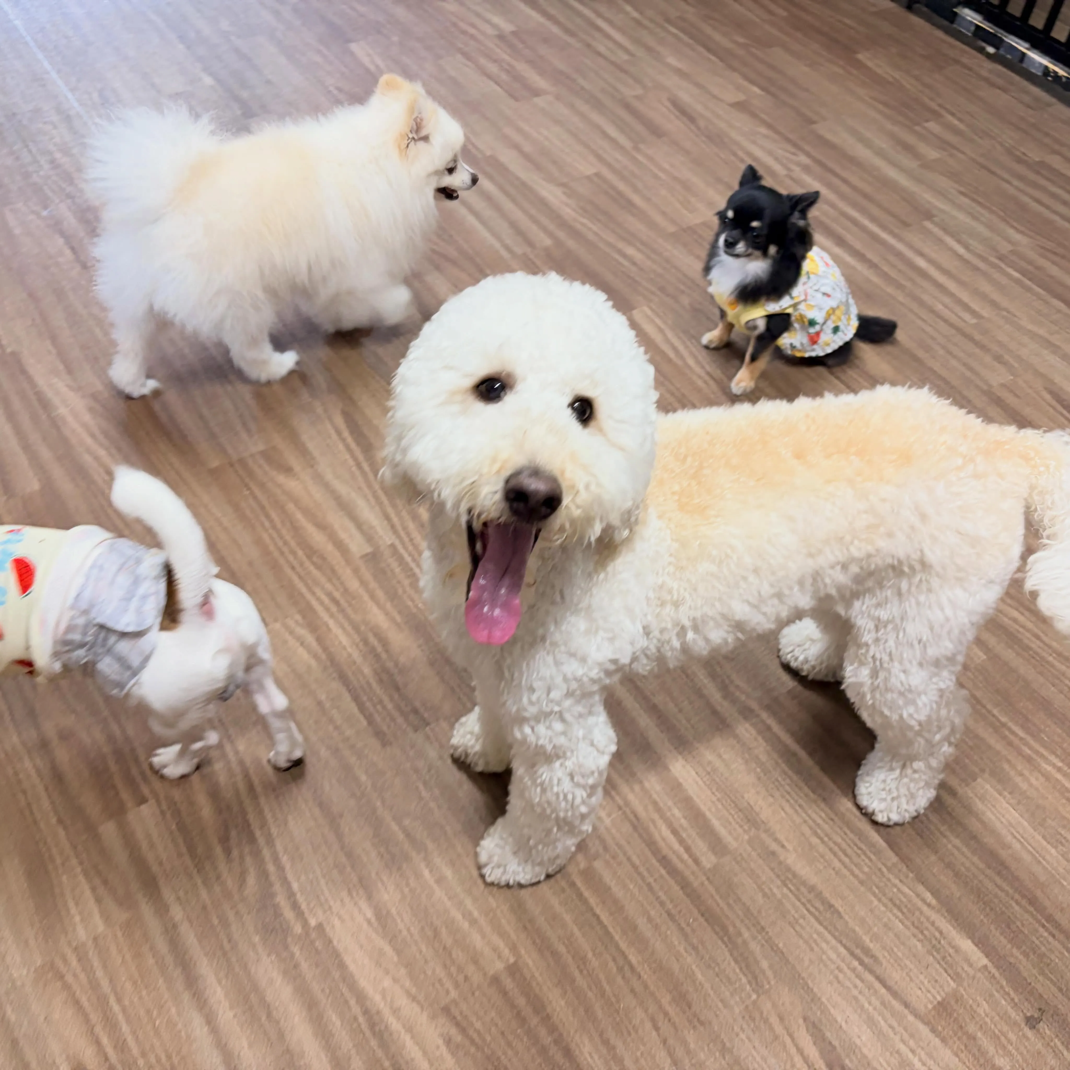 入会してくれたはるくんです😊