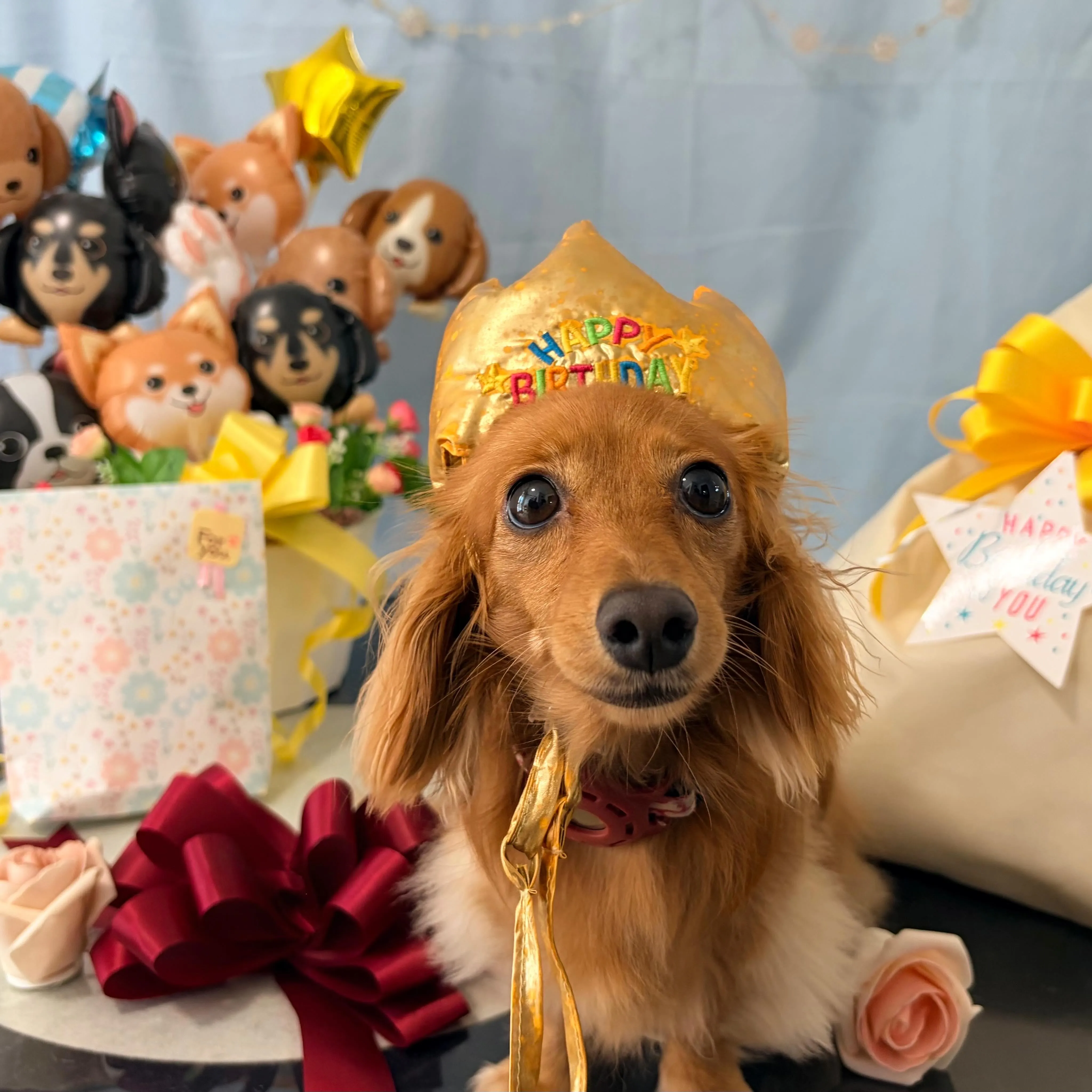 今日はルナちゃんのお誕生日でした🎂