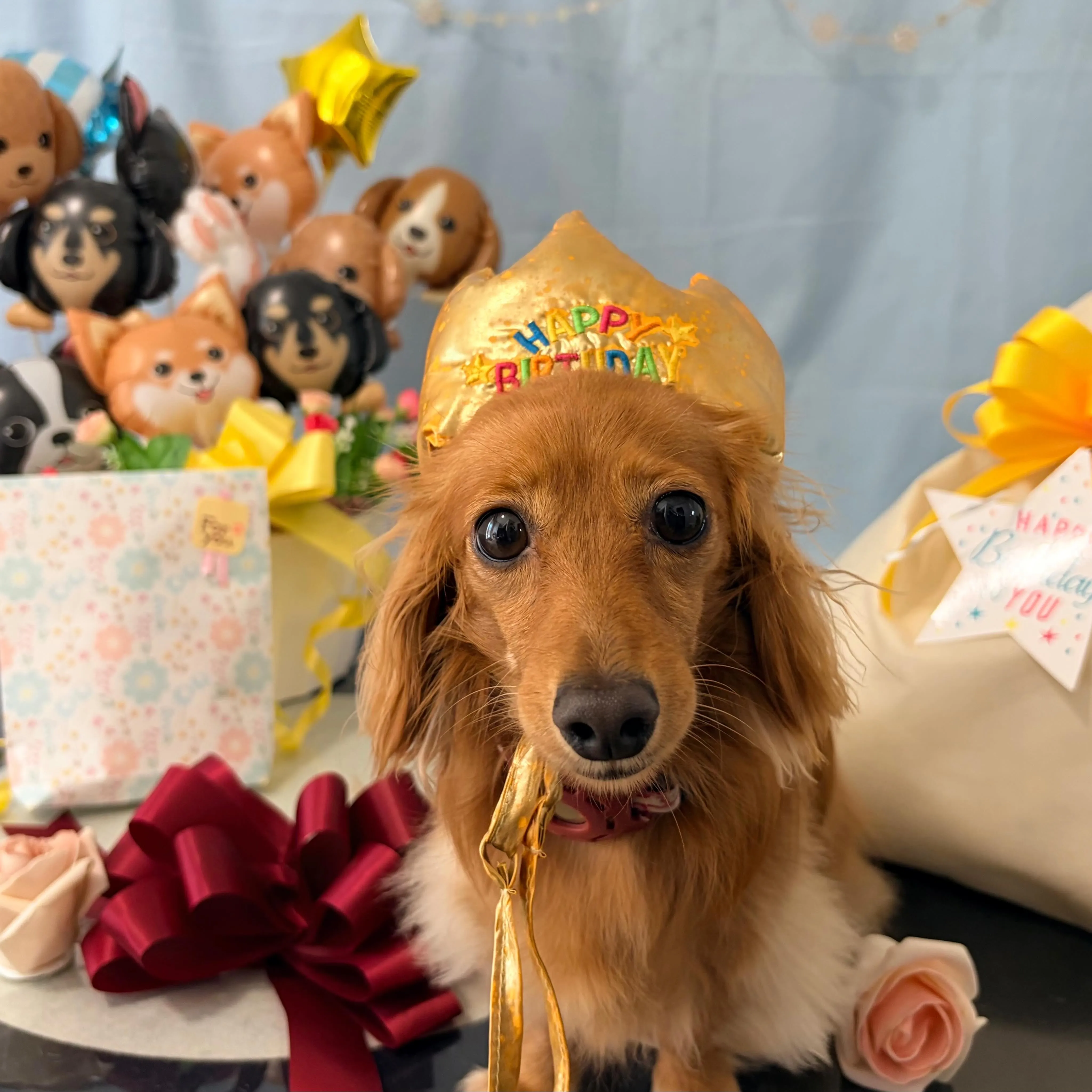 今日はルナちゃんのお誕生日でした🎂