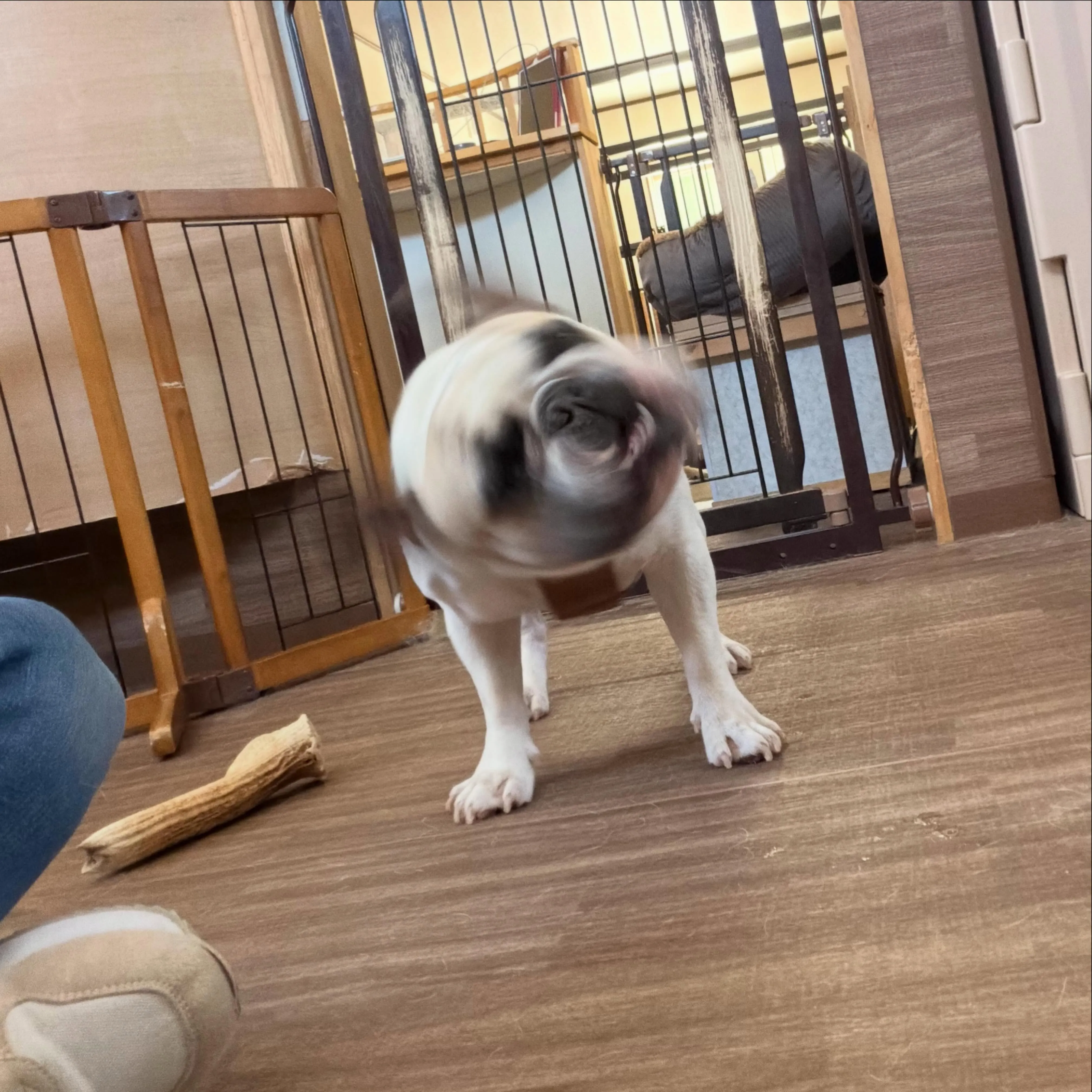 ⁡今日はアグくんのお誕生日です🤗㊗️