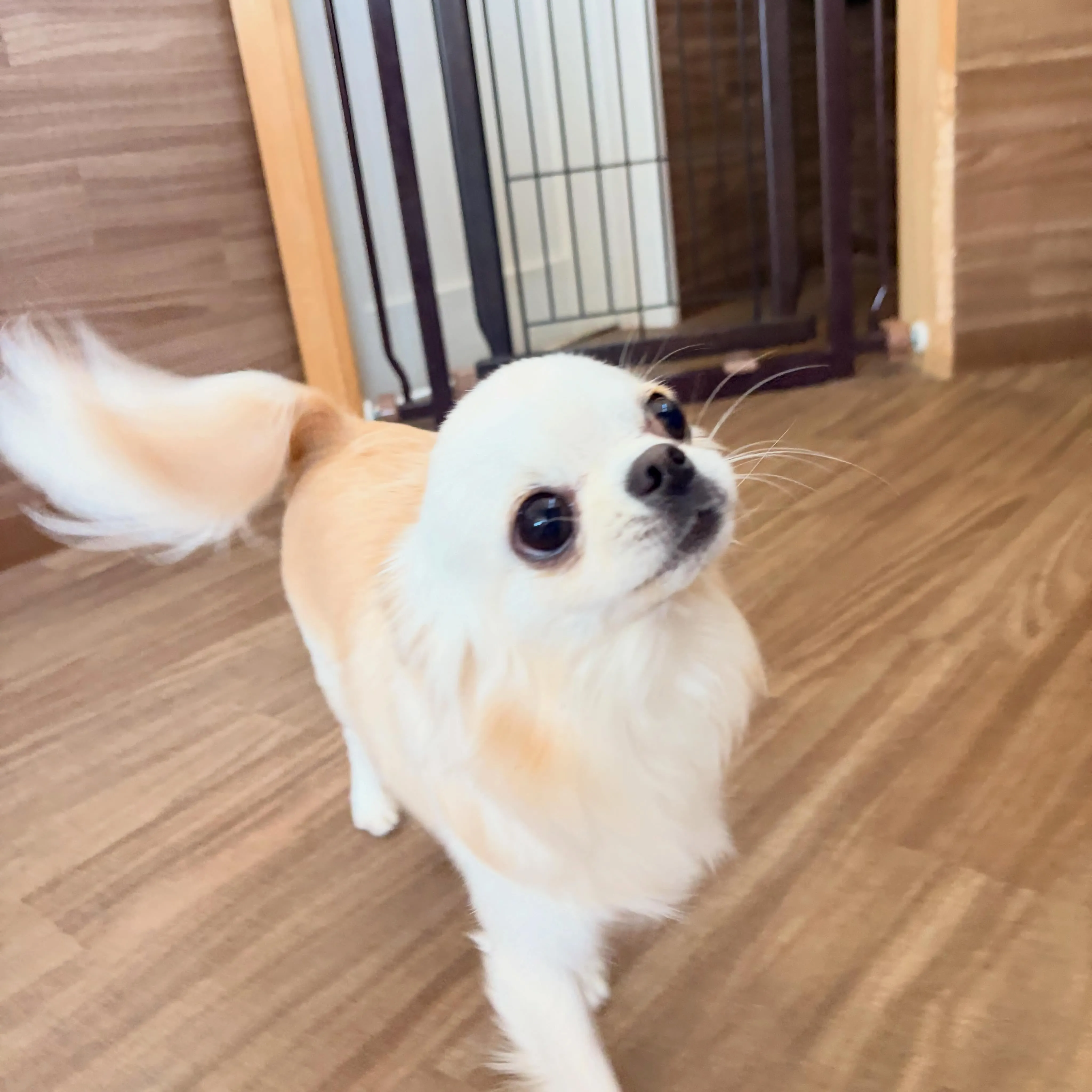 入会してくれたホイちゃんと小鉄くんです❣️
