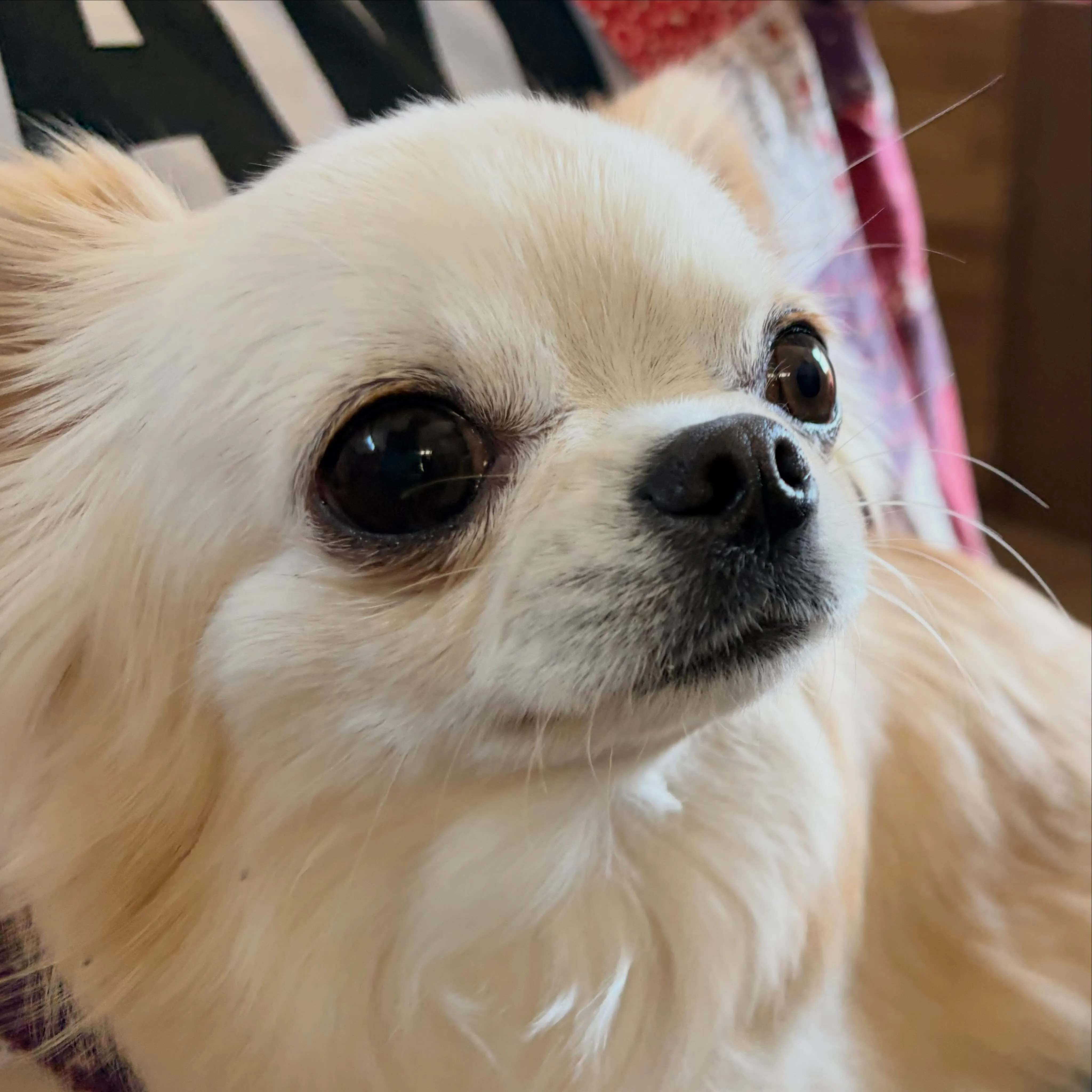 入会してくれたホイちゃんと小鉄くんです❣️