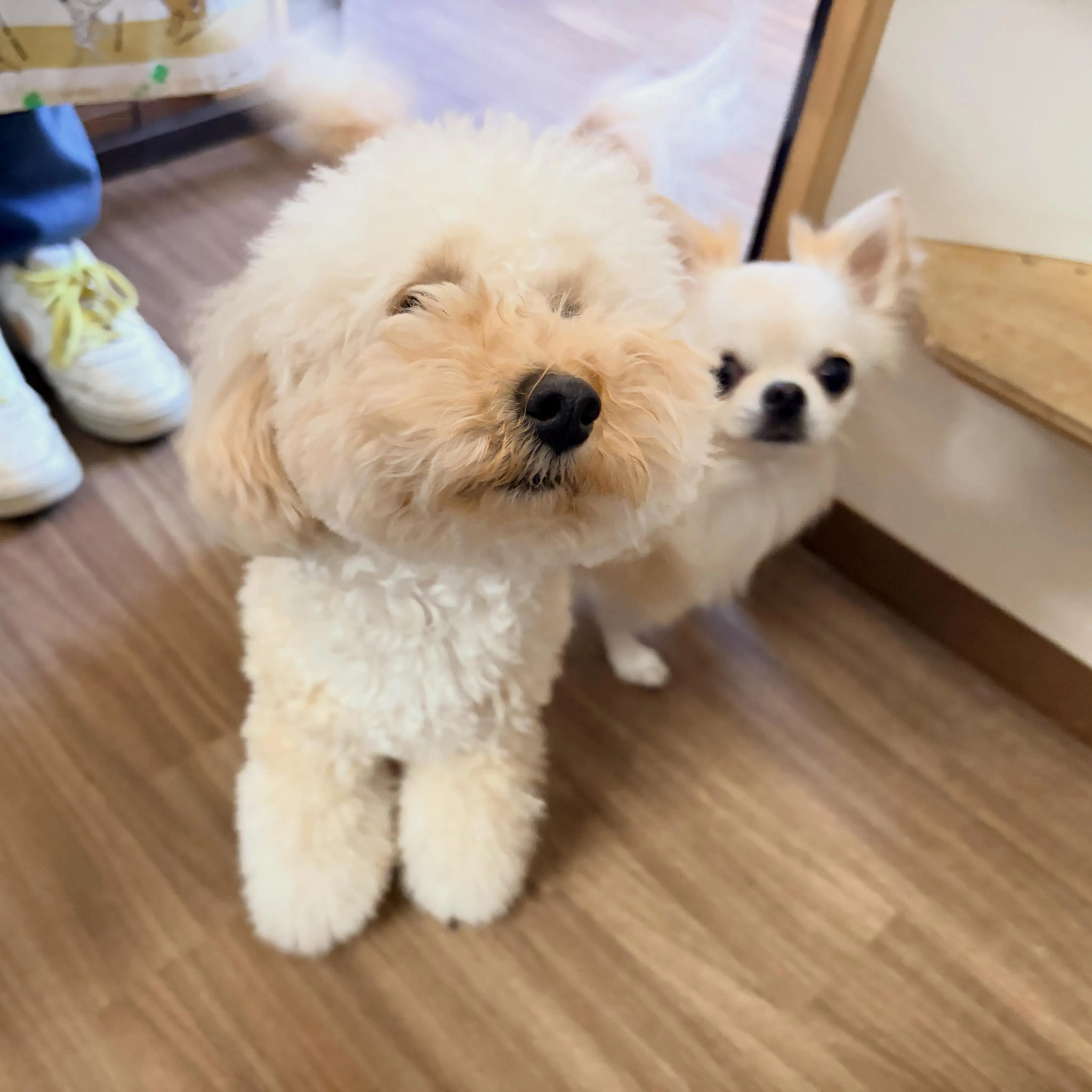 入会してくれたホイちゃんと小鉄くんです❣️