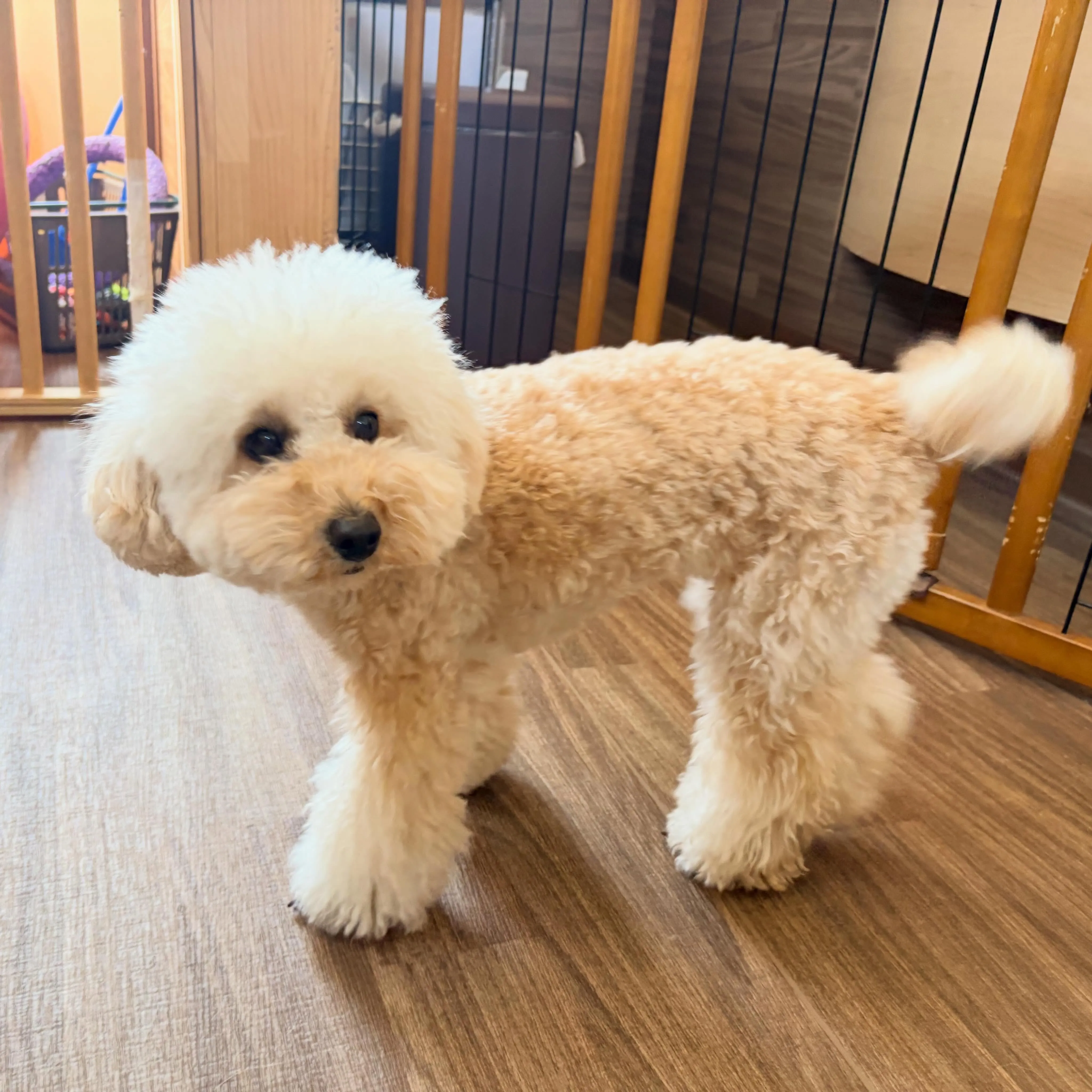 入会してくれたホイちゃんと小鉄くんです❣️