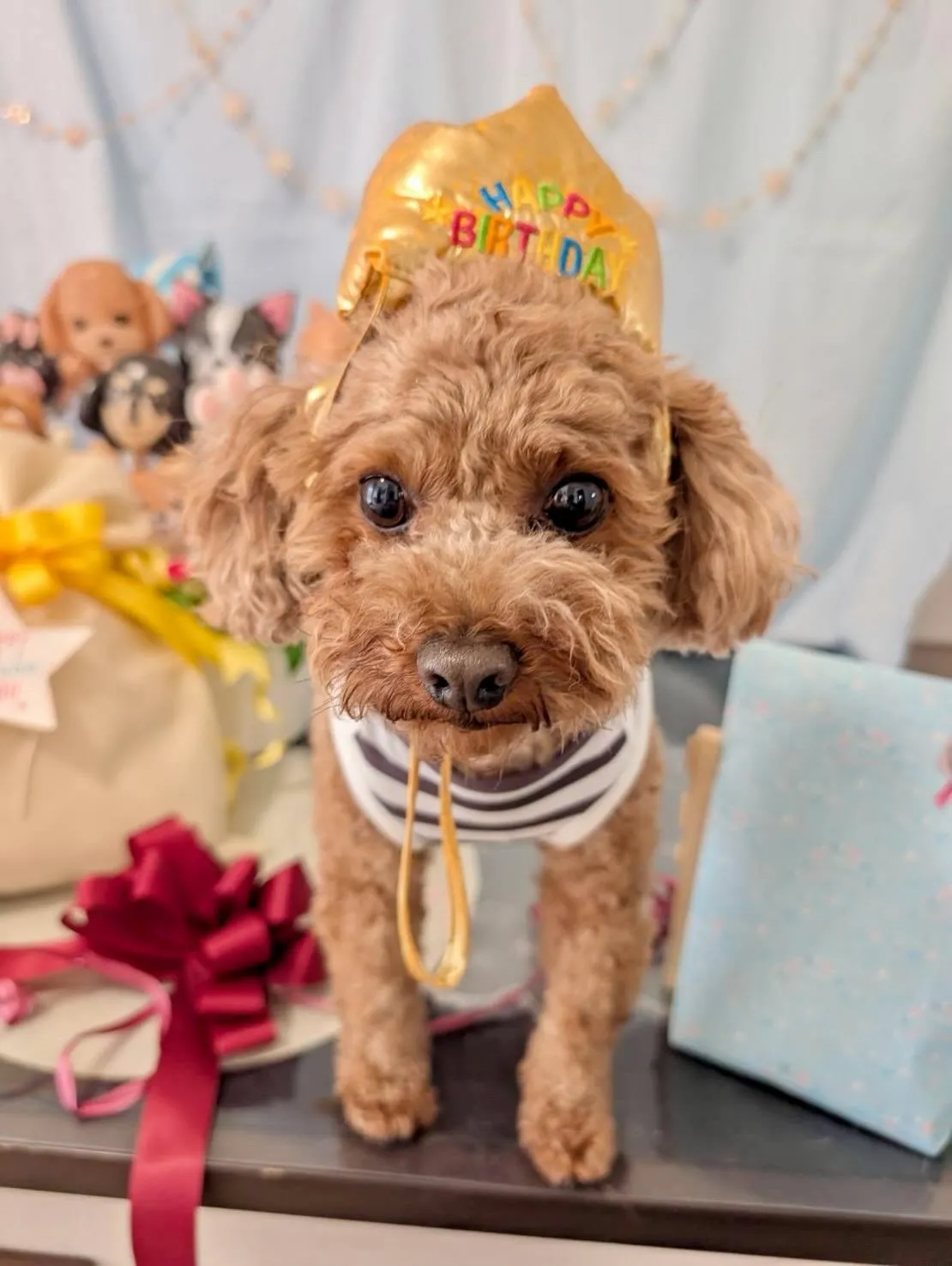 今日はモカくんのお誕生日です㊗️