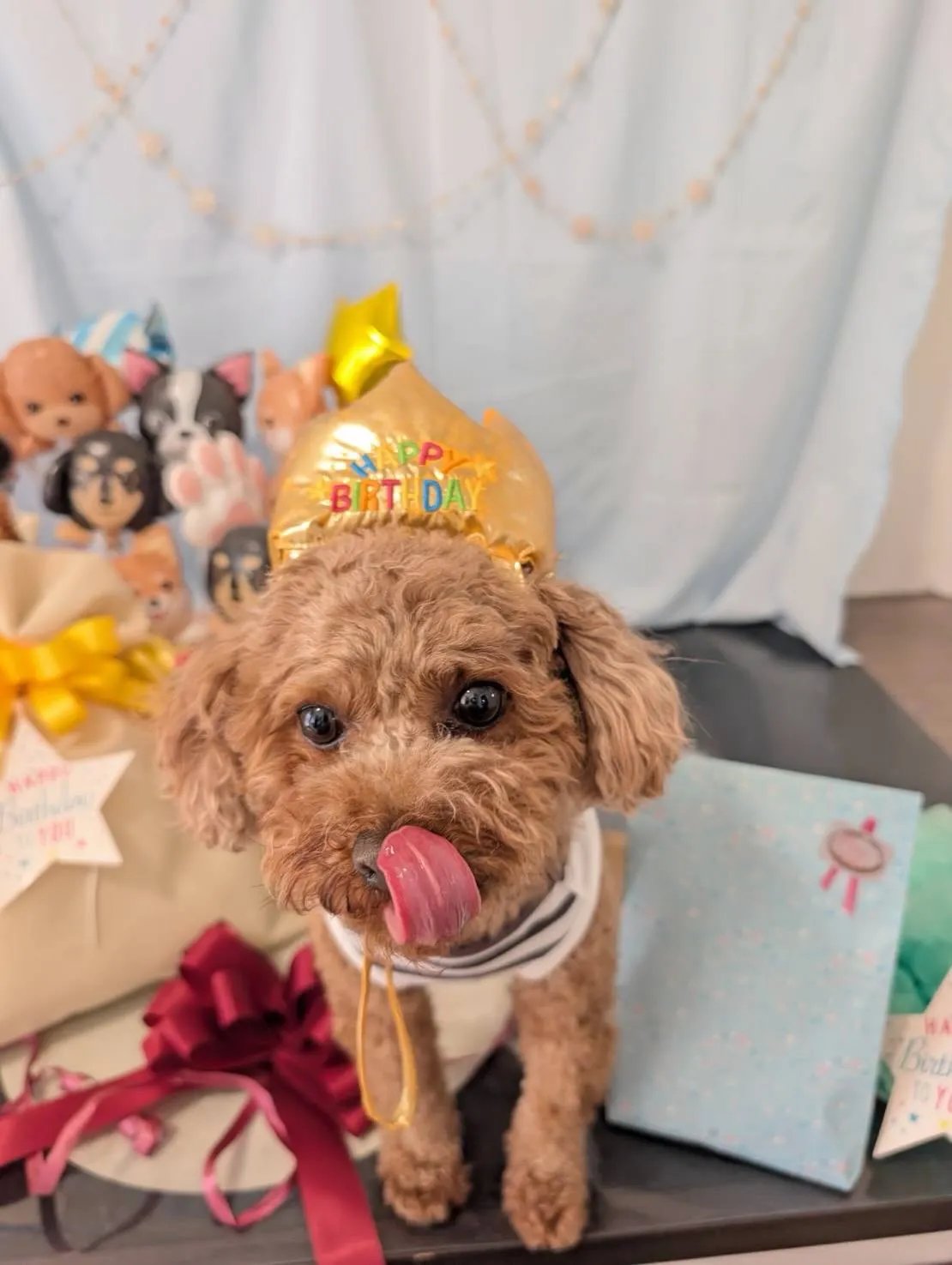 今日はモカくんのお誕生日です㊗️