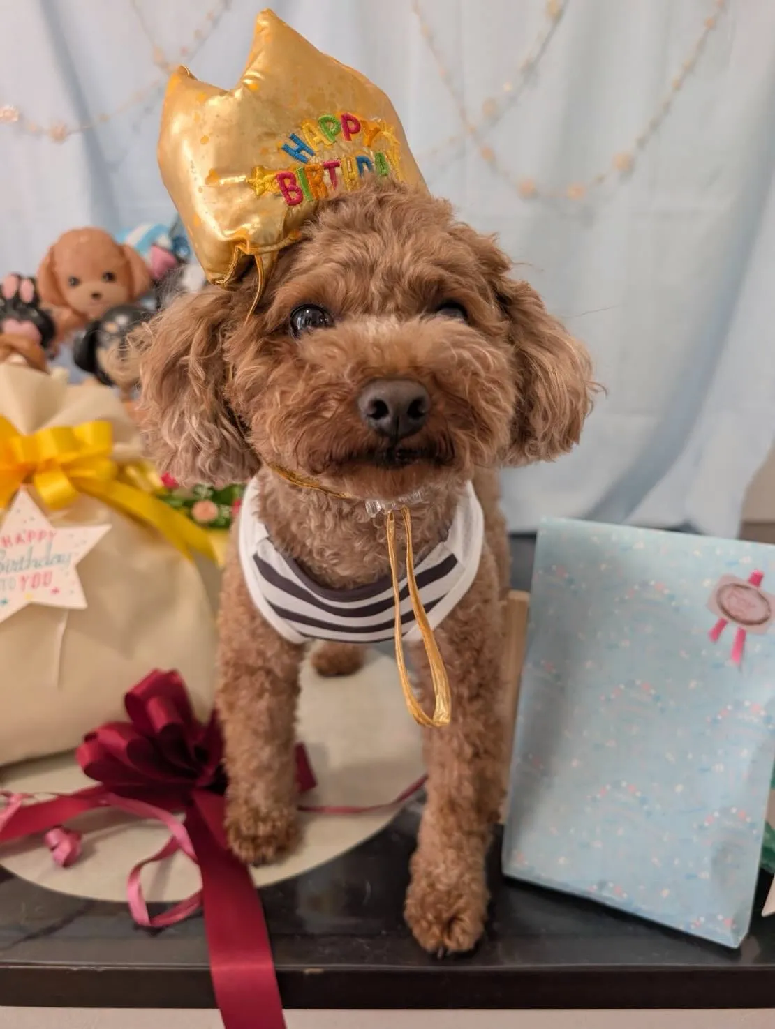 今日はモカくんのお誕生日です㊗️