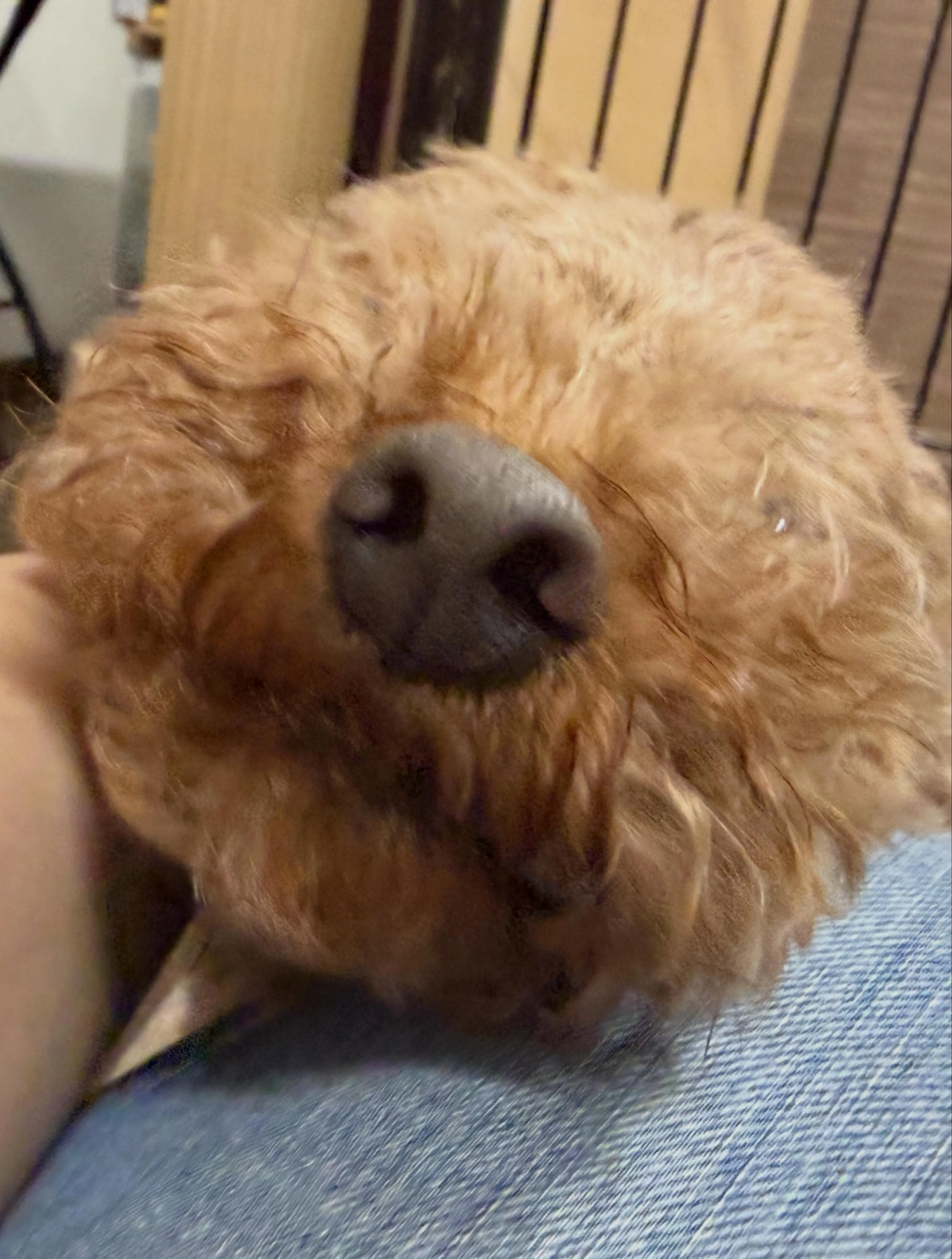 今日はモカくんのお誕生日です㊗️
