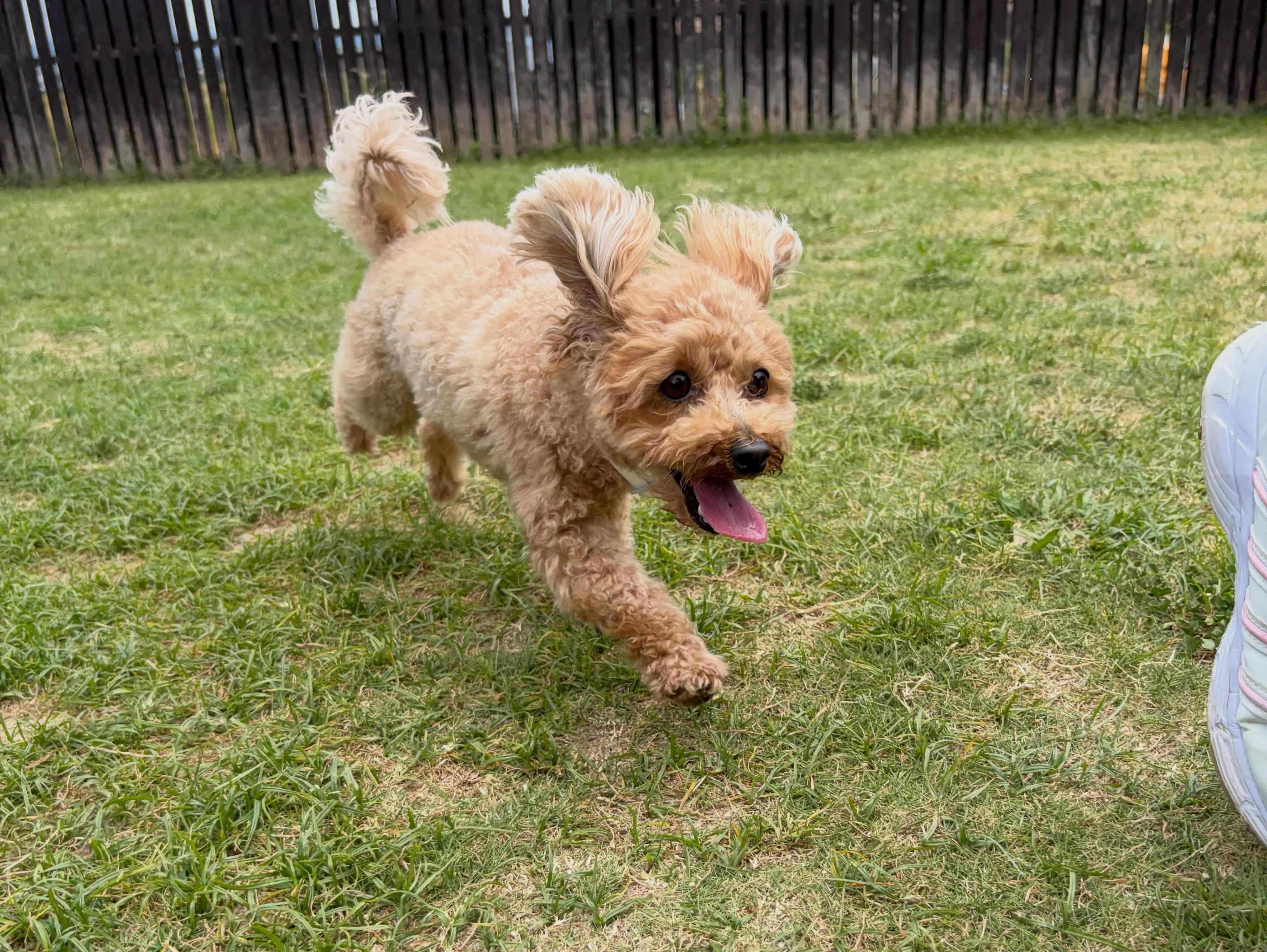 ドッグランイベント2日目参加わんこたちのアルバムが全員分完成...