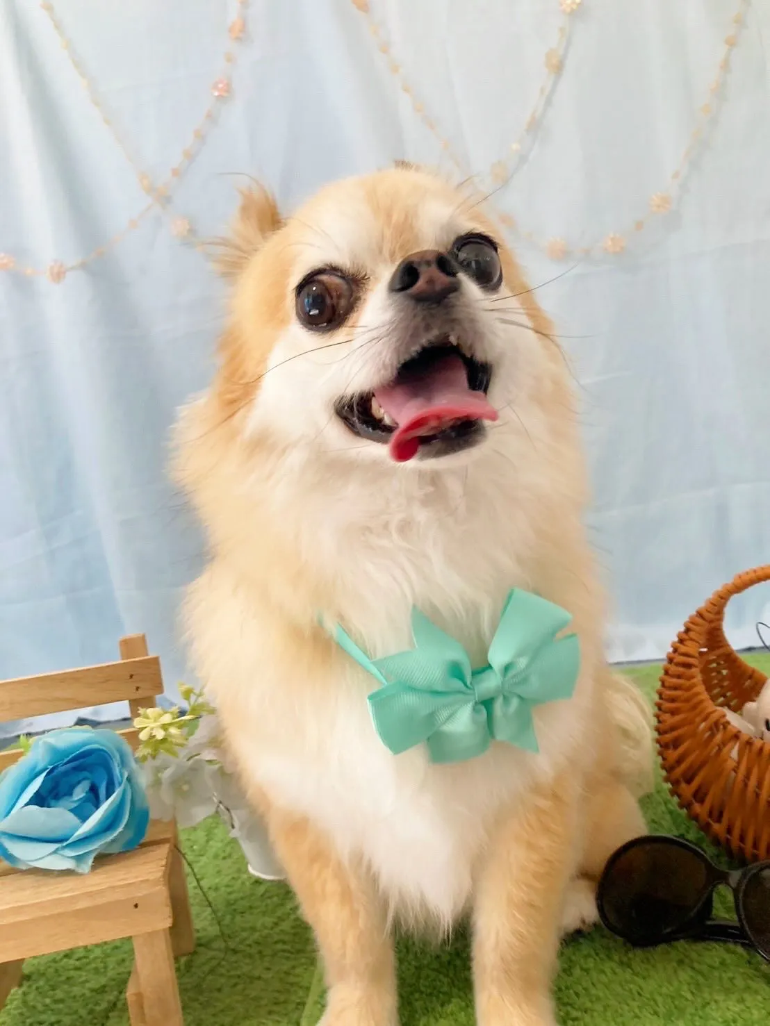トリミングのセットメニューで登園してくれたわんこたちです✂️