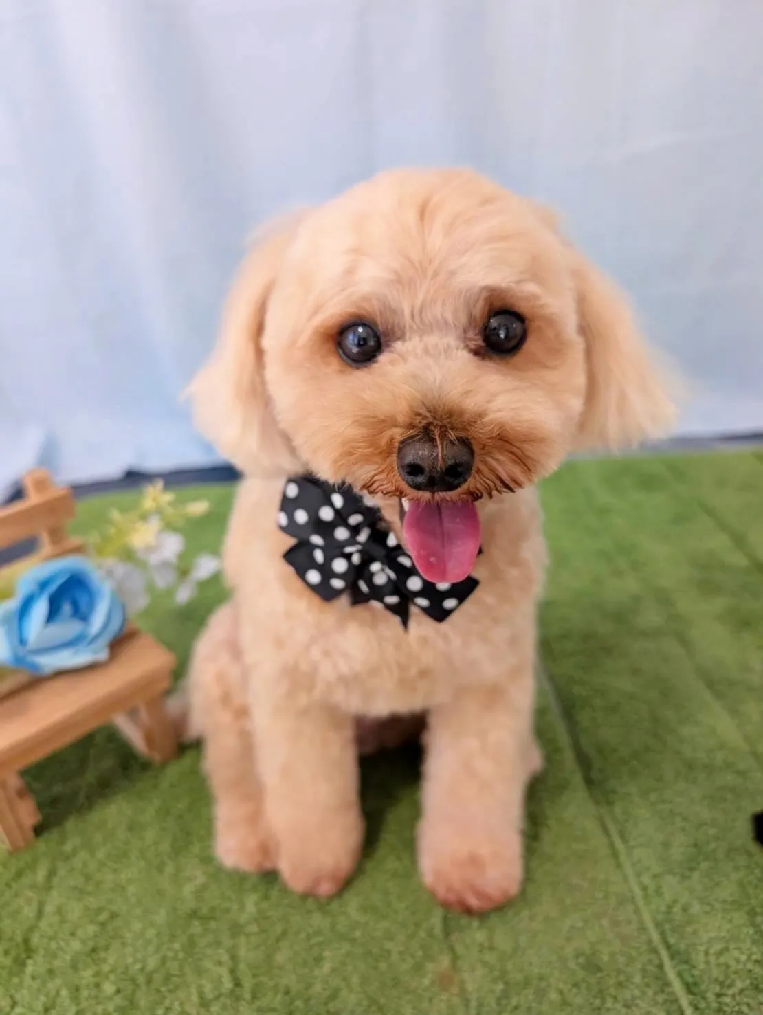 トリミングのセットメニューで登園してくれたわんこたちです✂️