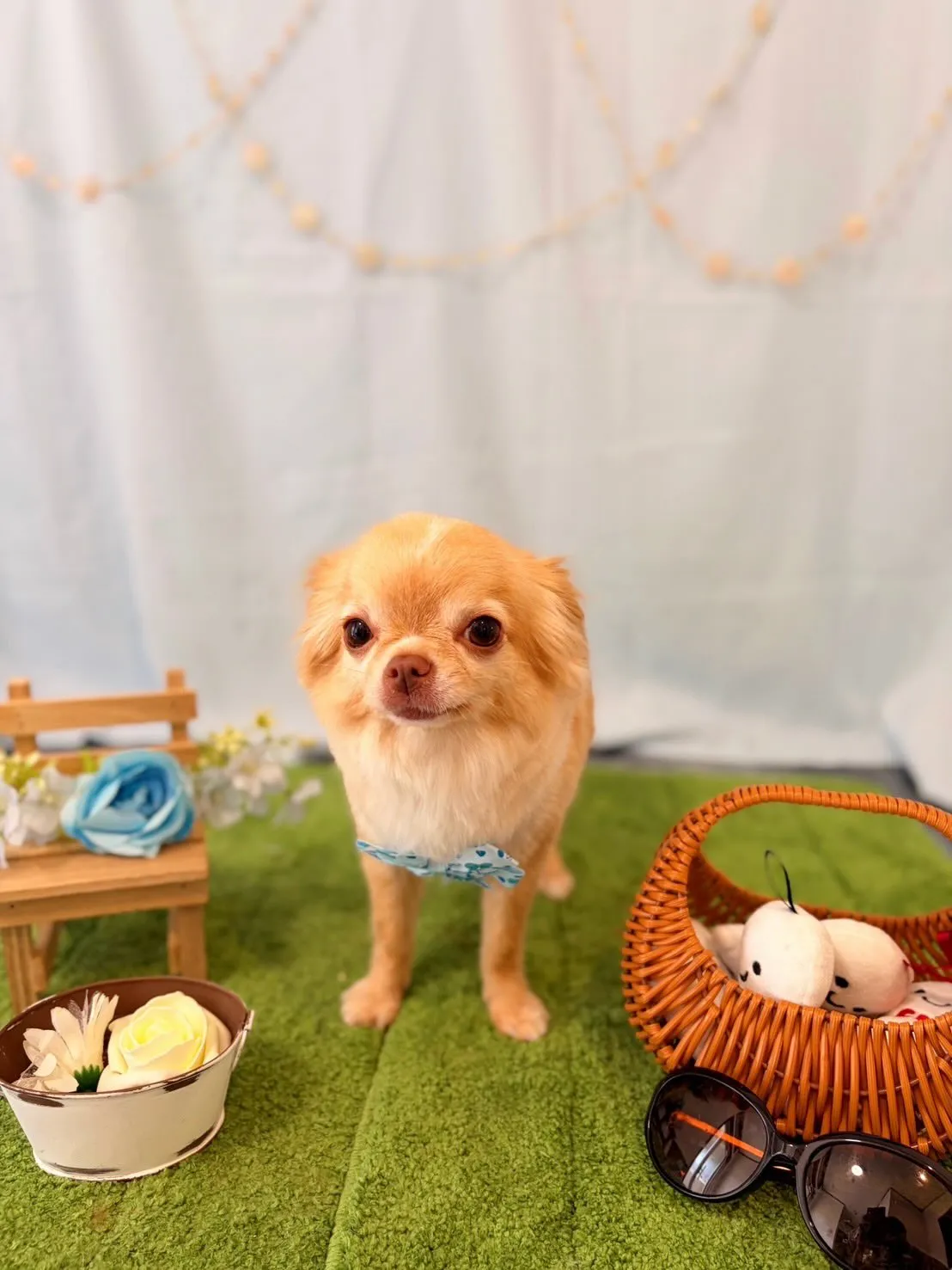 トリミングのセットメニューで登園してくれたわんこたちです✂️