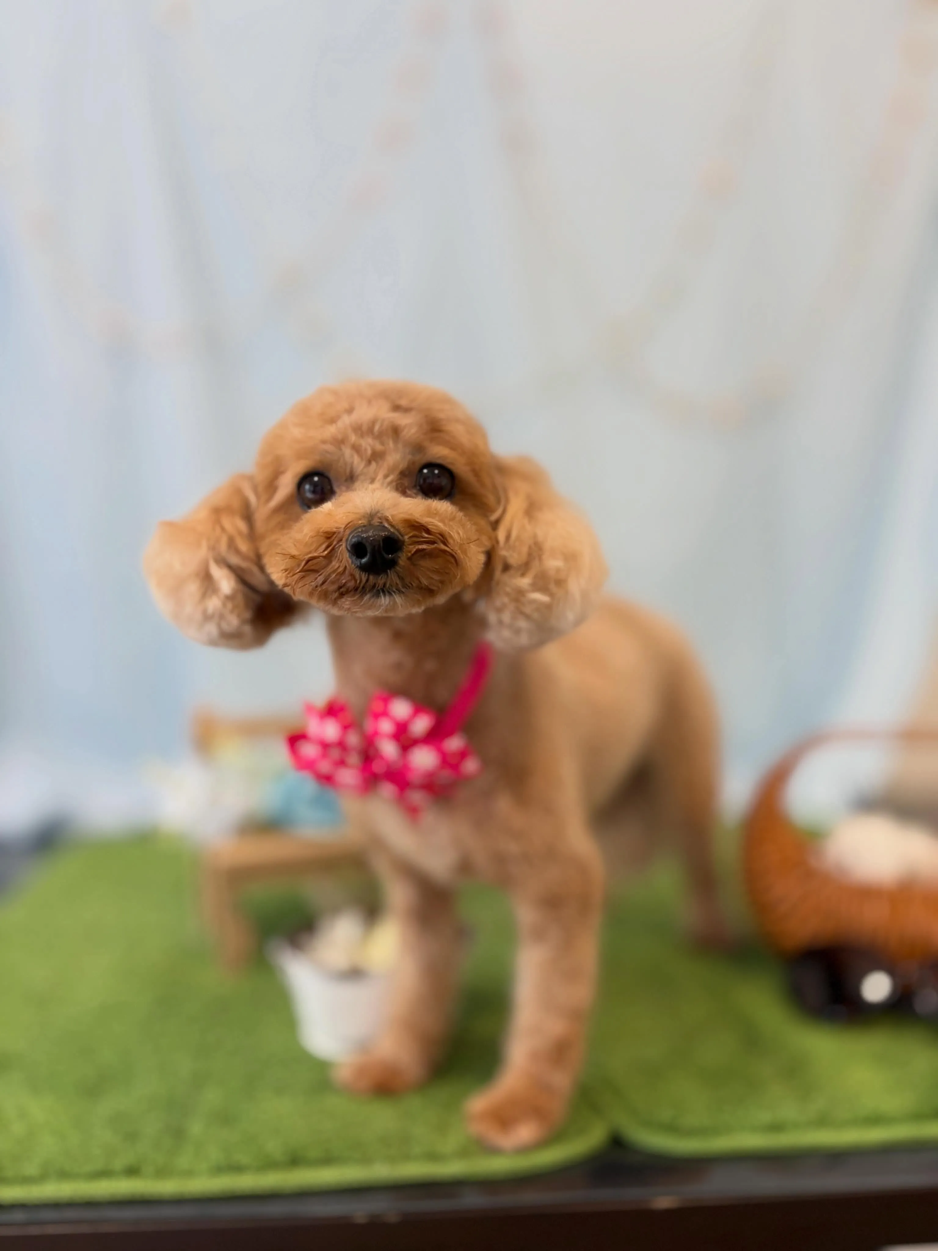 トリミングのセットメニューで登園してくれたわんこたちです✂️