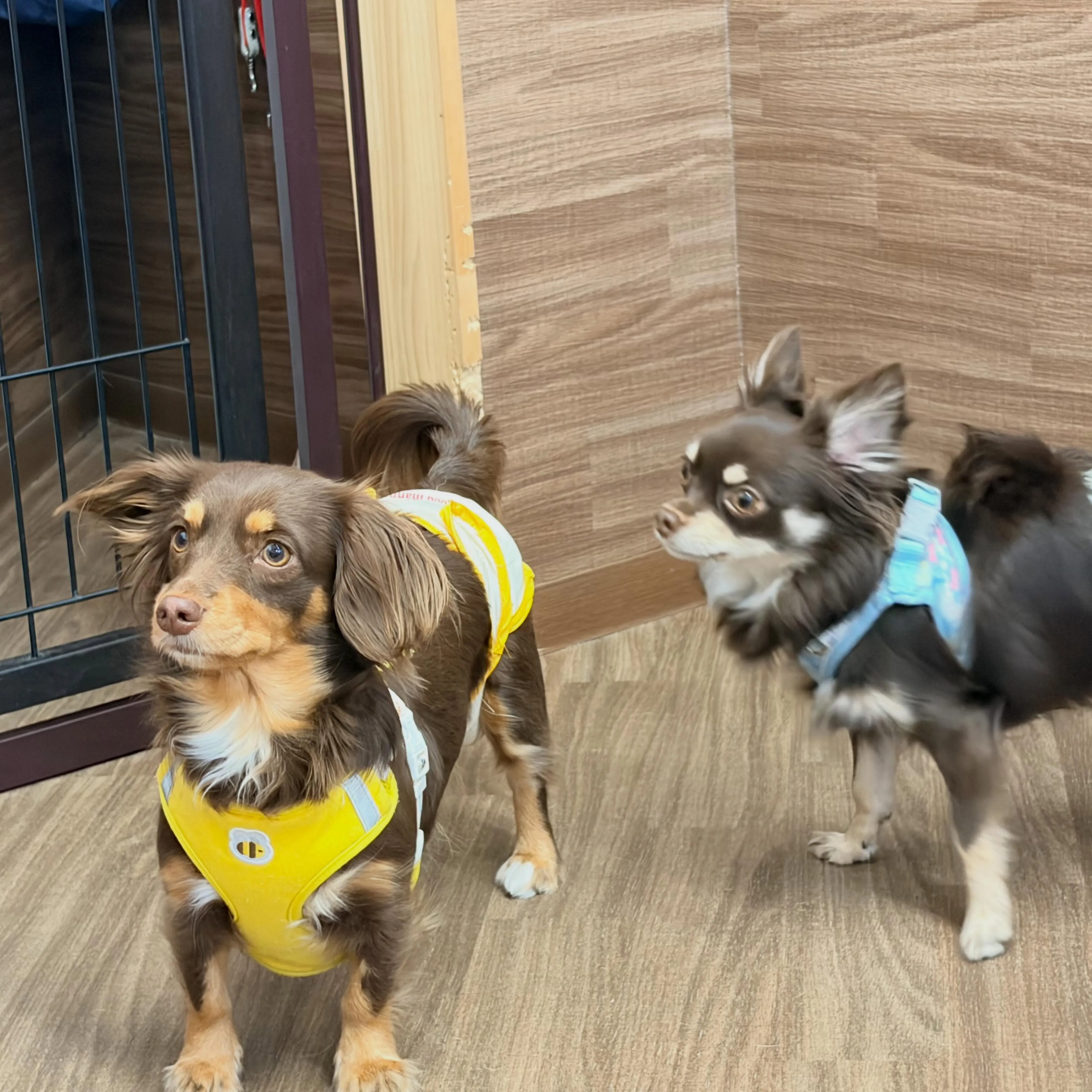 入会してくれた柚ちゃんと梨空くんです✨
