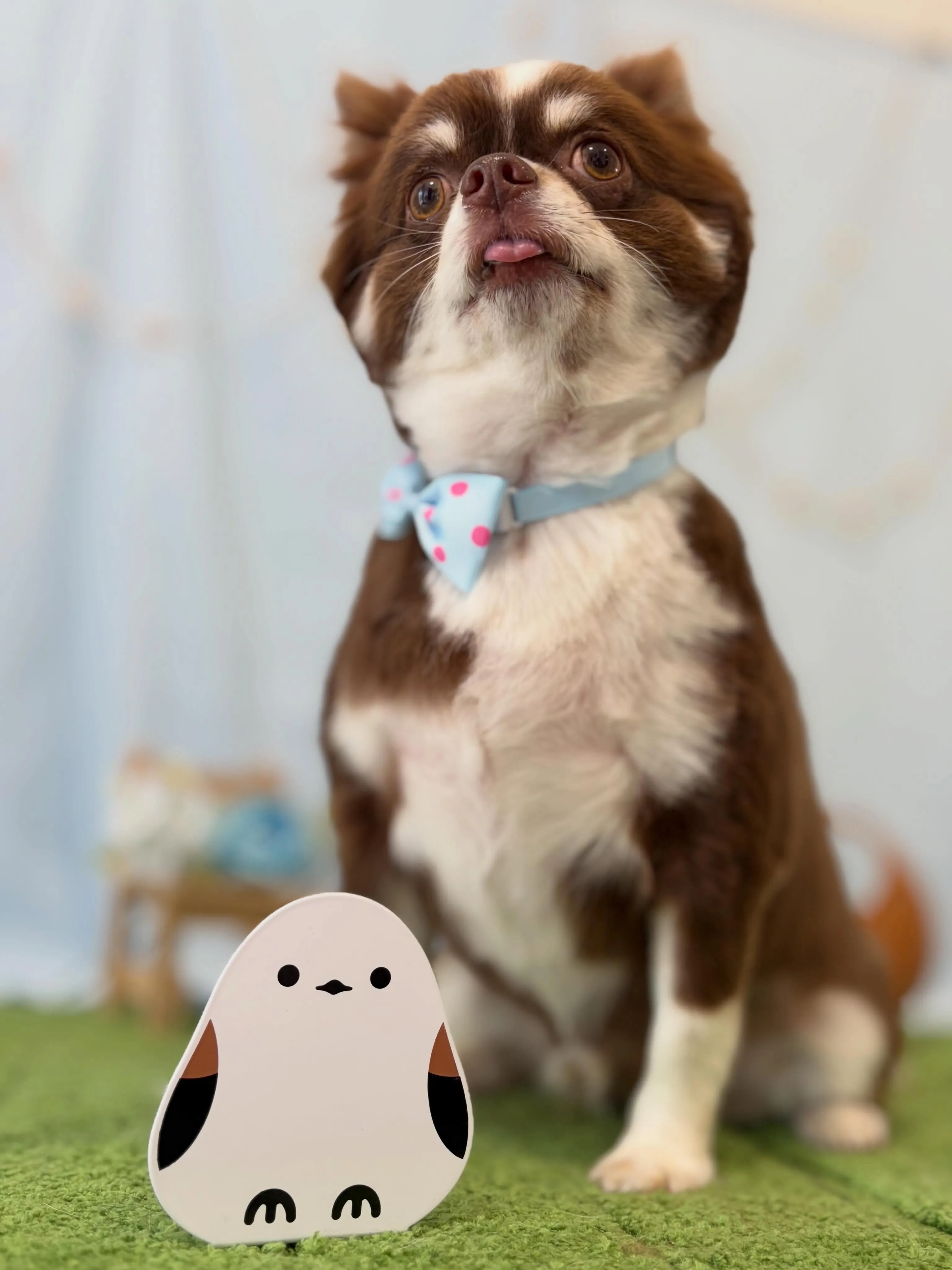 トリミングのセットメニューをご利用頂いたわんこたちです🎶