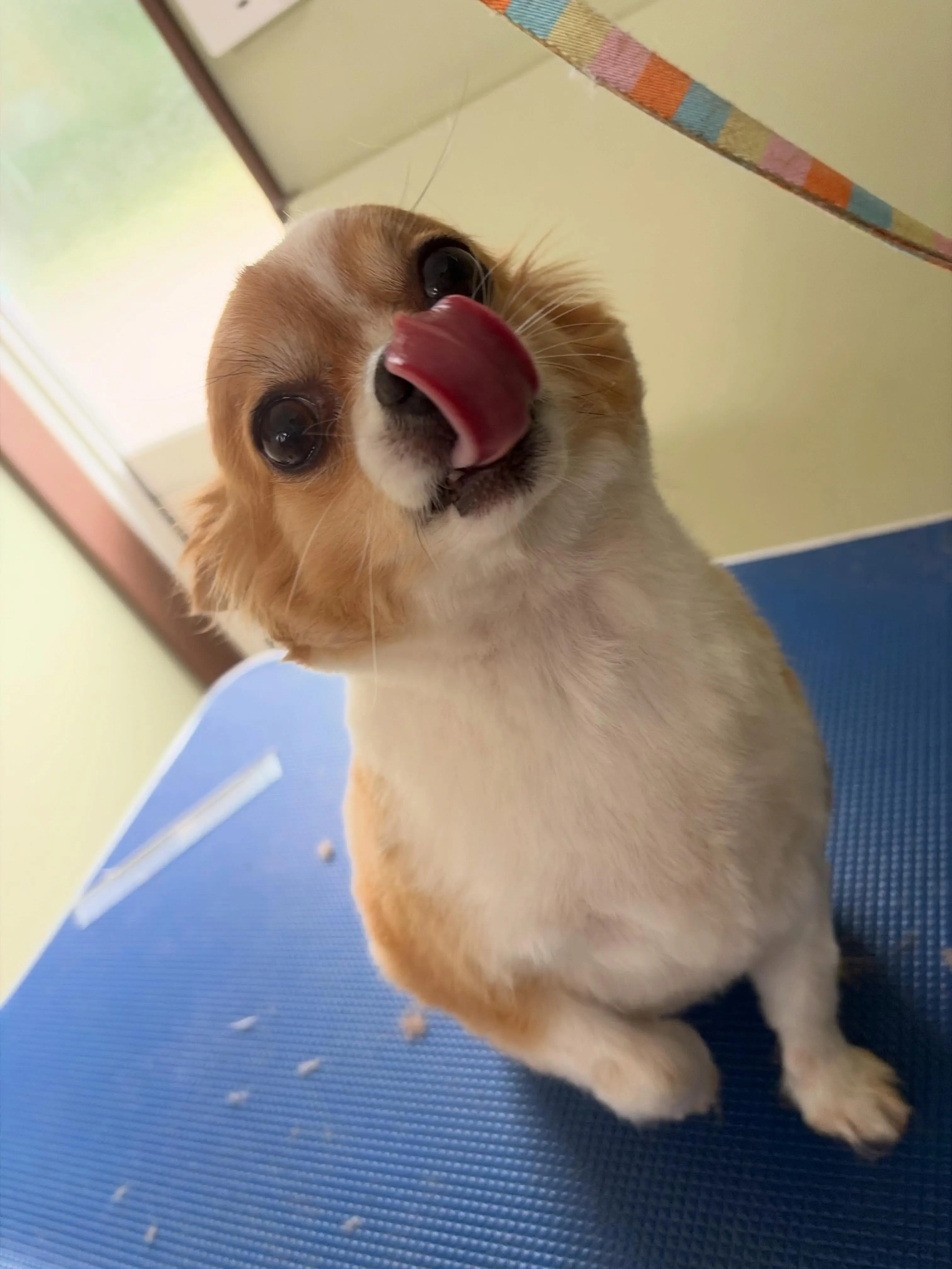 トリミングのセットメニューをご利用頂いたわんこたちです🎶