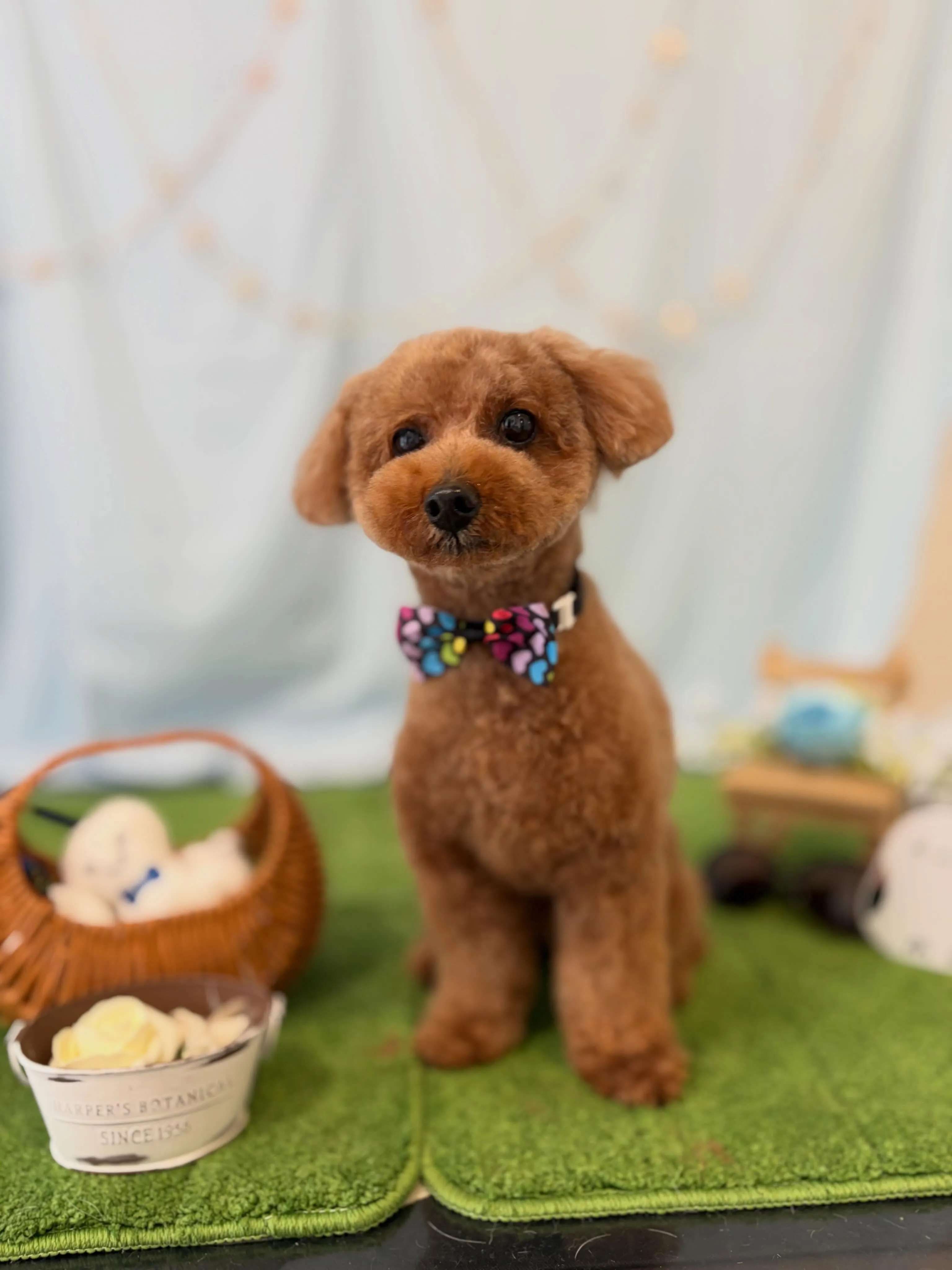 トリミングのセットメニューをご利用頂いたわんこたちです🐾