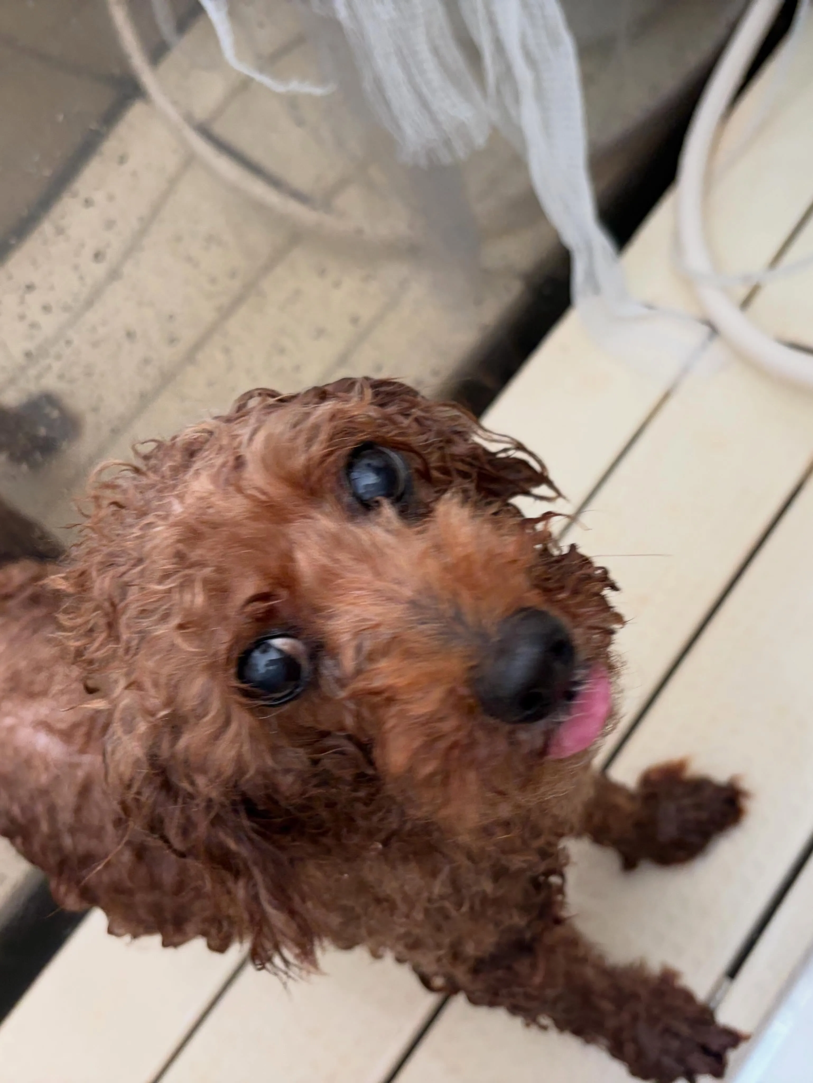 トリミングのセットメニューをご利用頂いたわんこたちです🐾