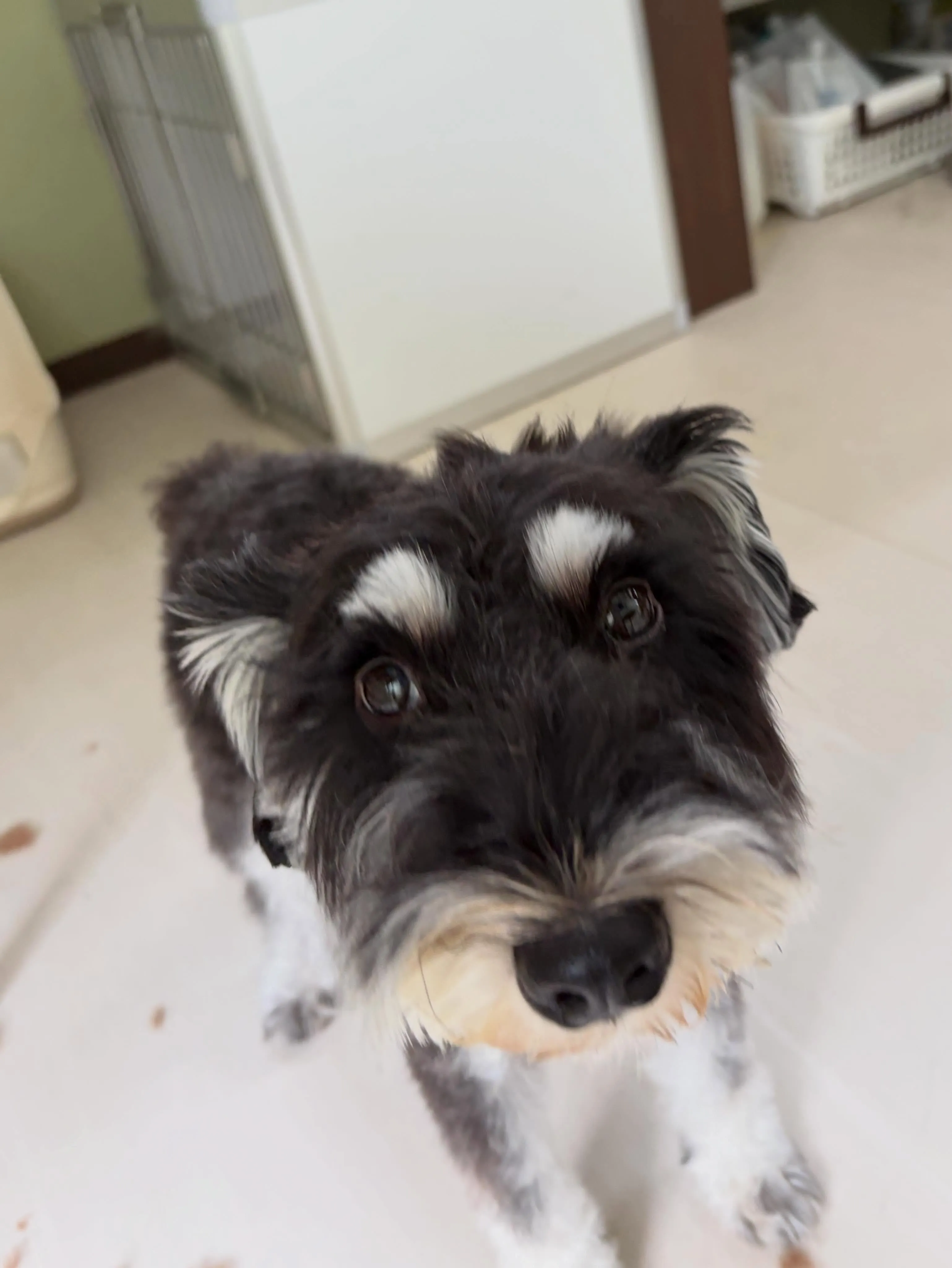 トリミングのセットメニューをご利用頂いたわんこたちです🐾