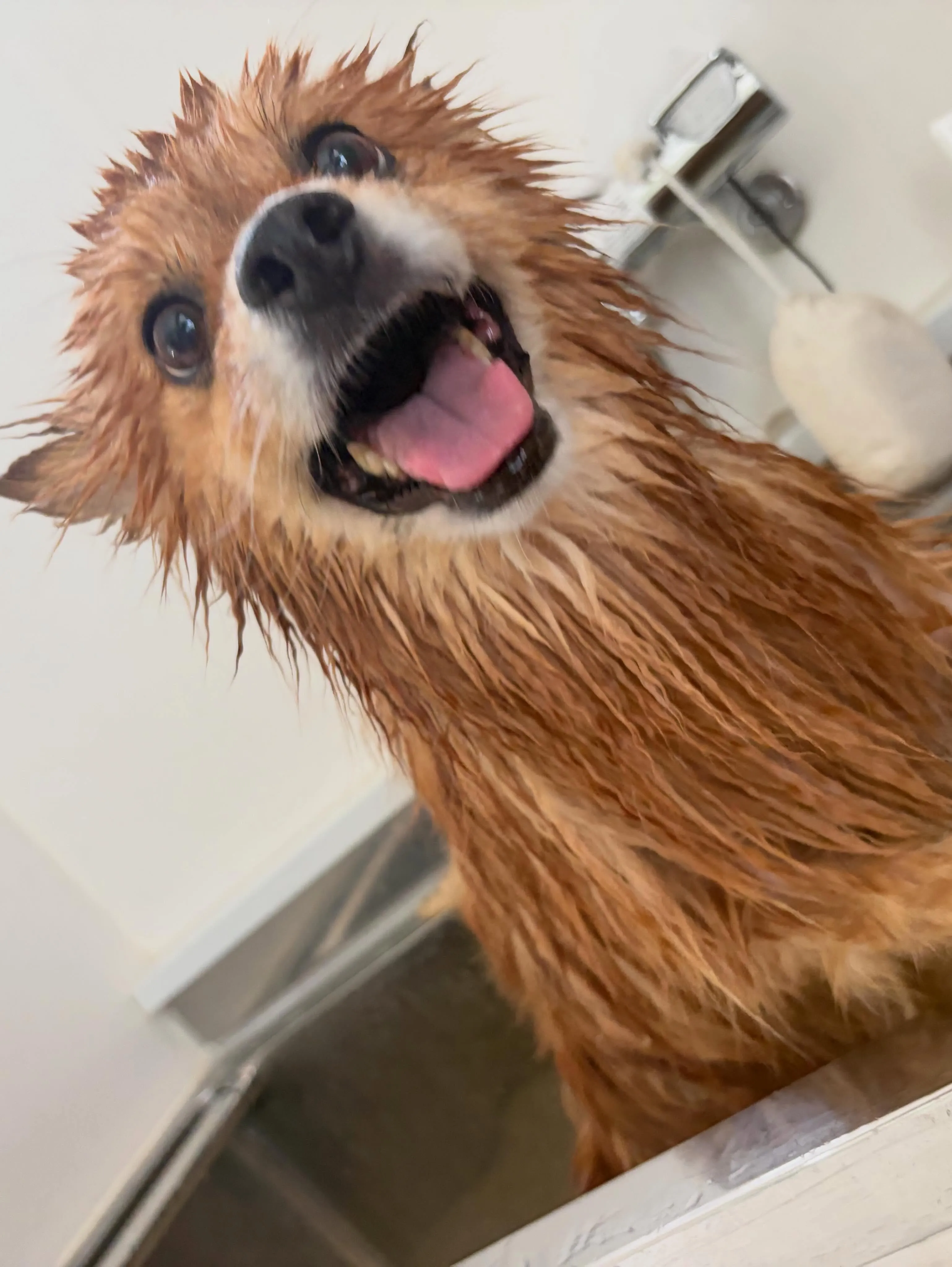 トリミングのセットメニューをご利用頂いたわんこたちです🐾
