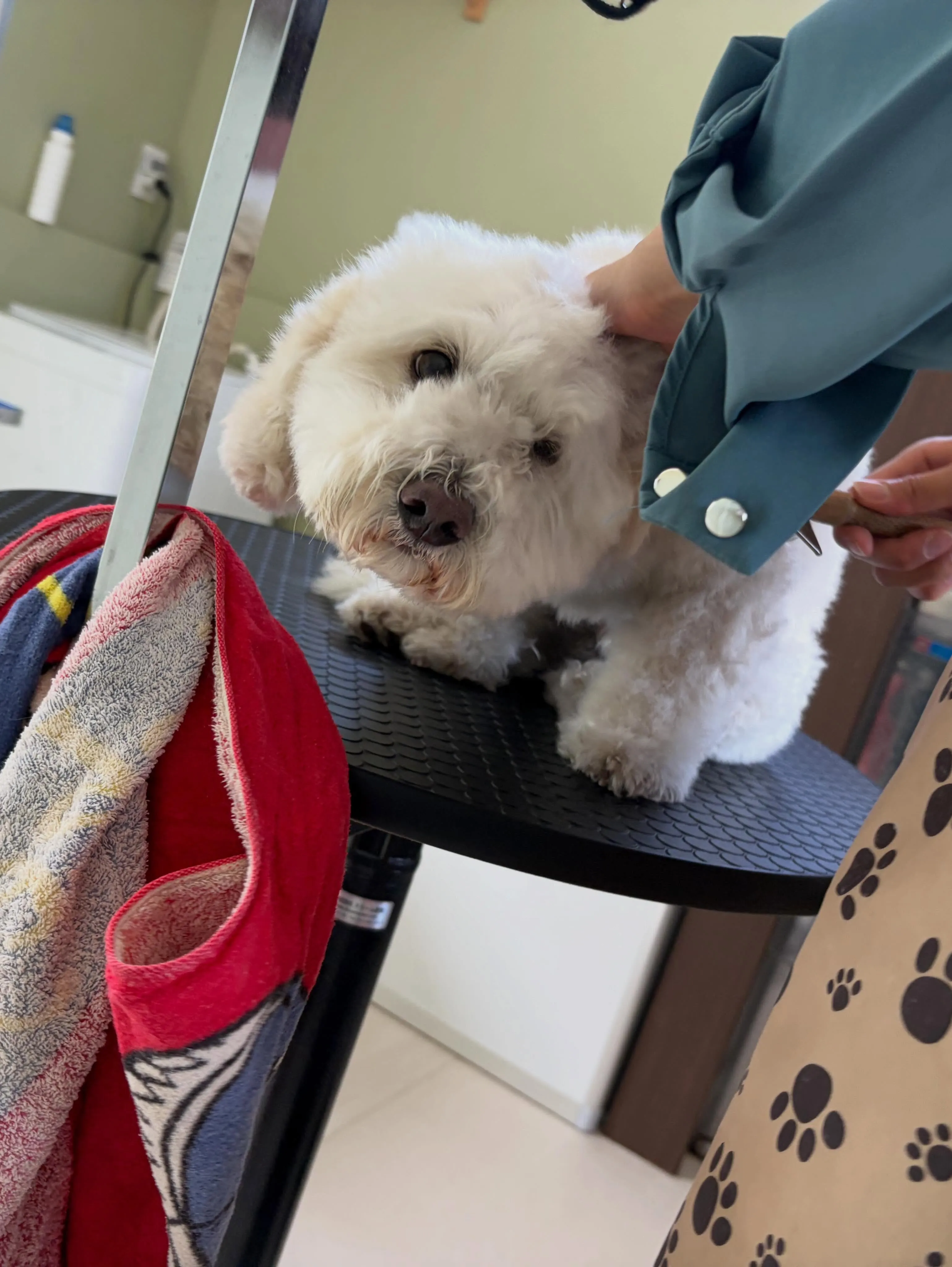 トリミングのセットメニューをご利用頂いたわんこたちです🐾