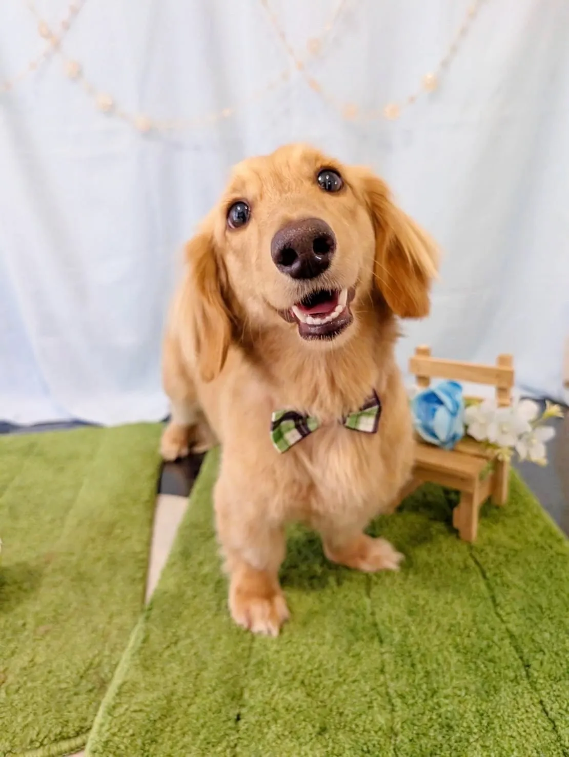 トリミングのセットメニューをご利用頂いたわんこたちです🐾