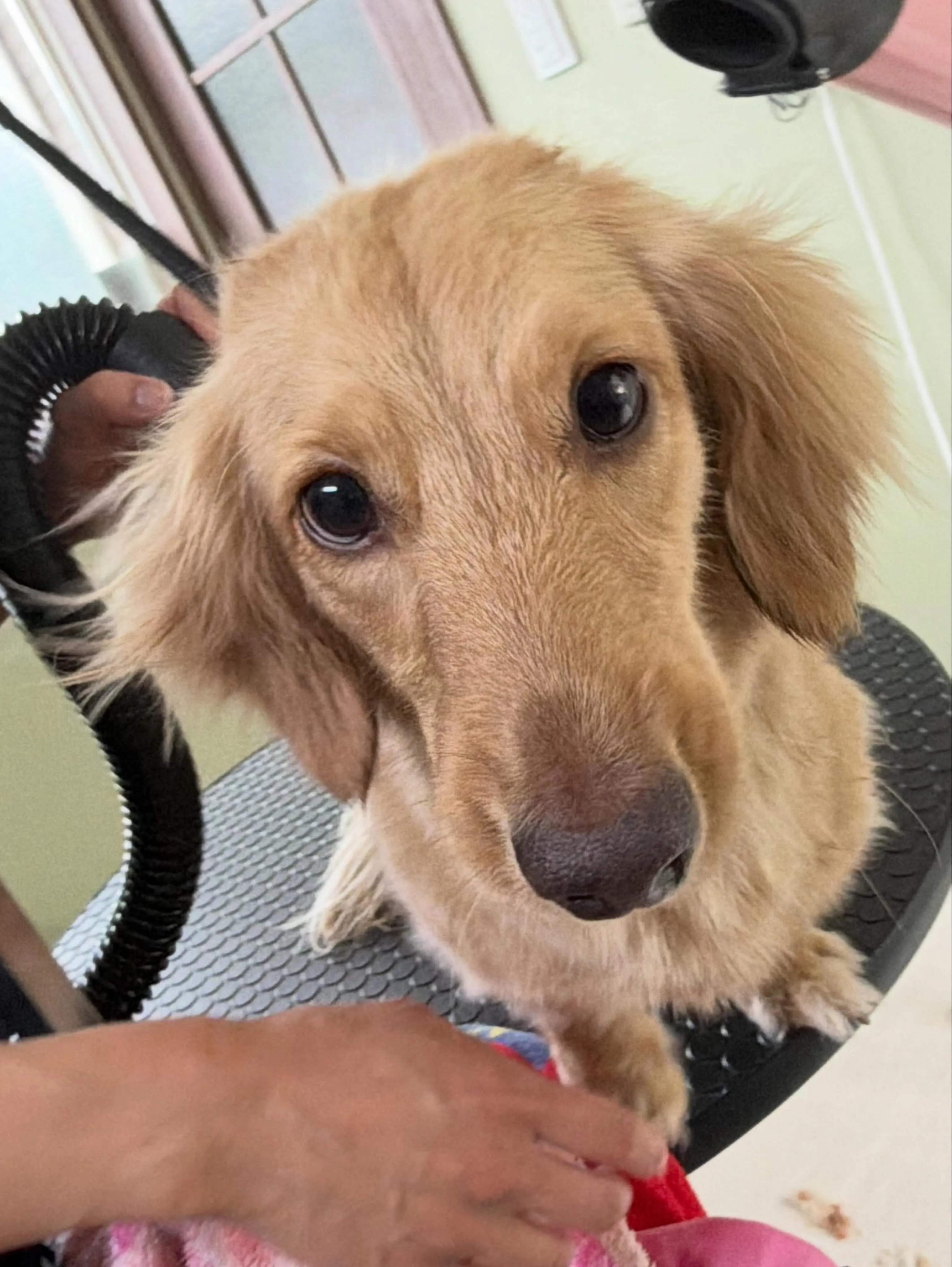 トリミングのセットメニューをご利用頂いたわんこたちです🐾