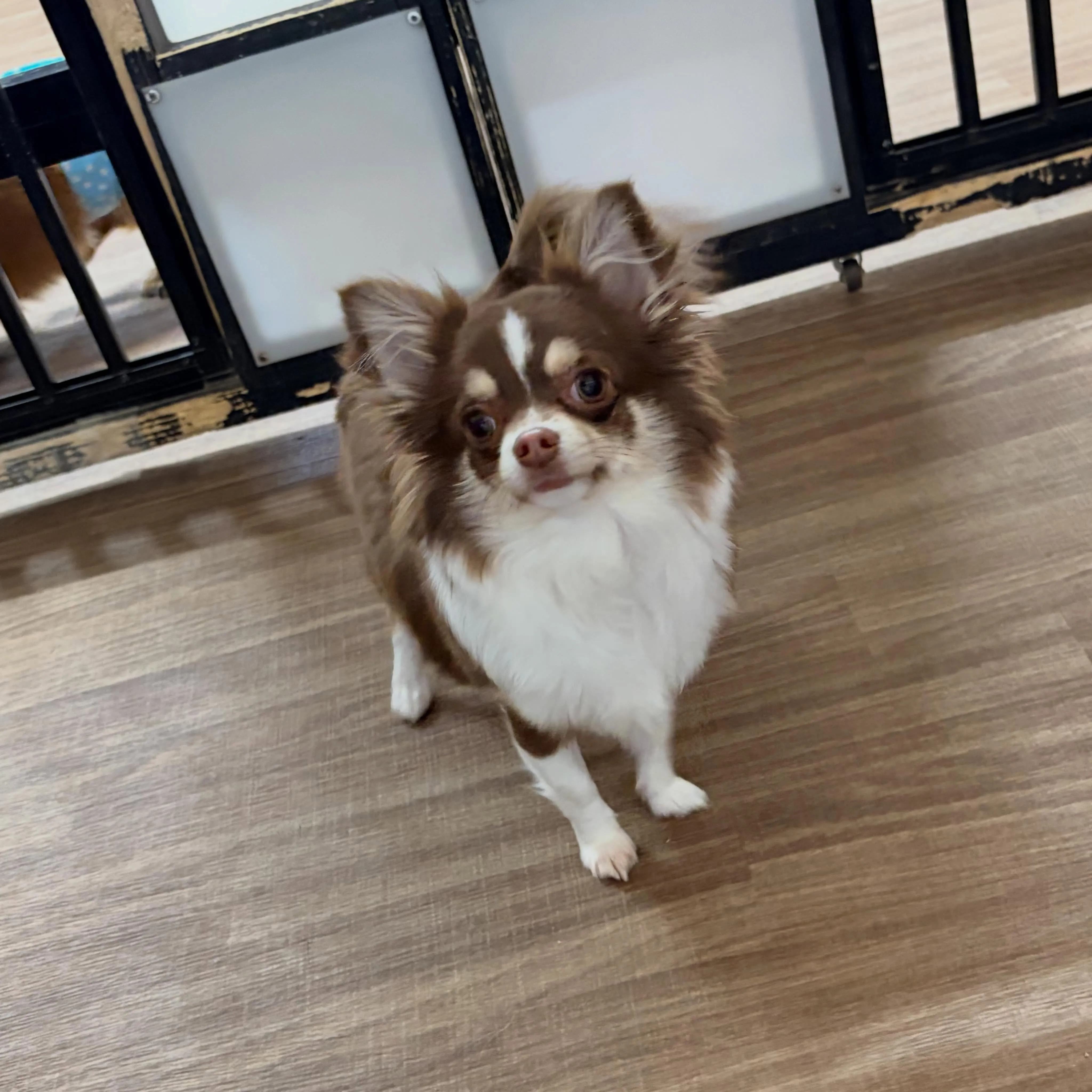 入会してくれたピノちゃんです🎀