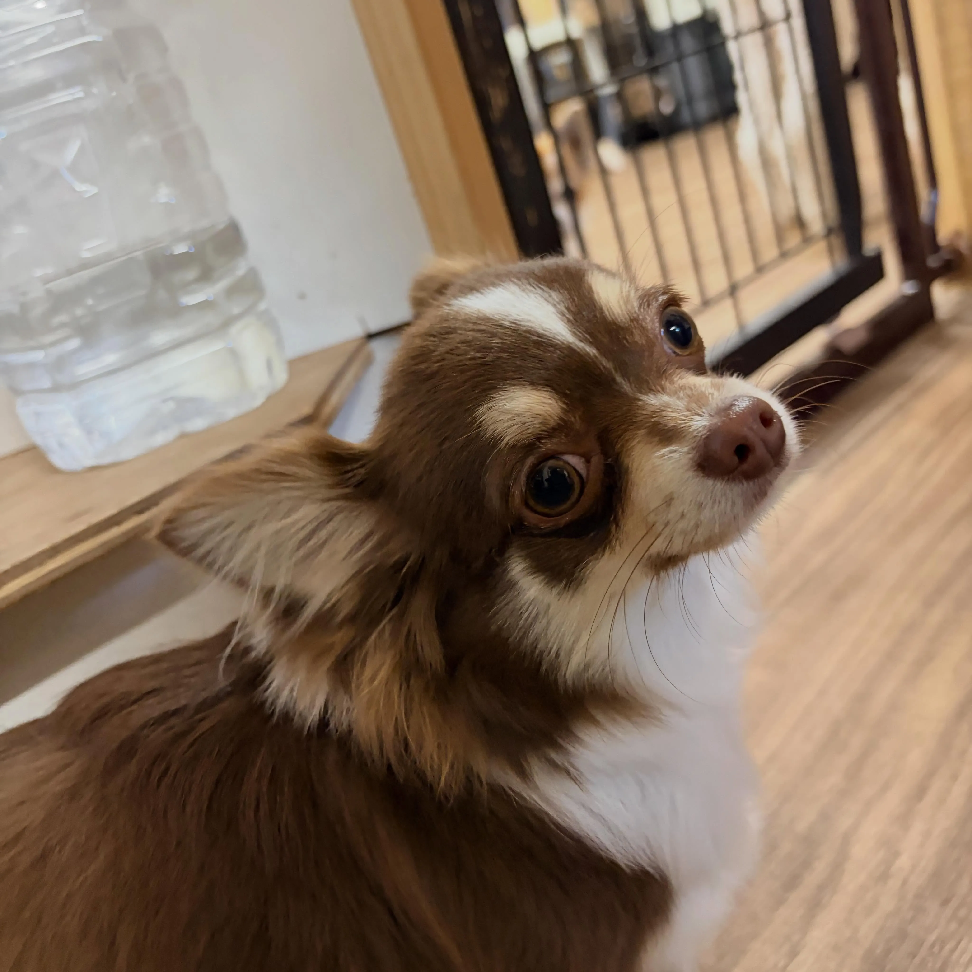 入会してくれたピノちゃんです🎀