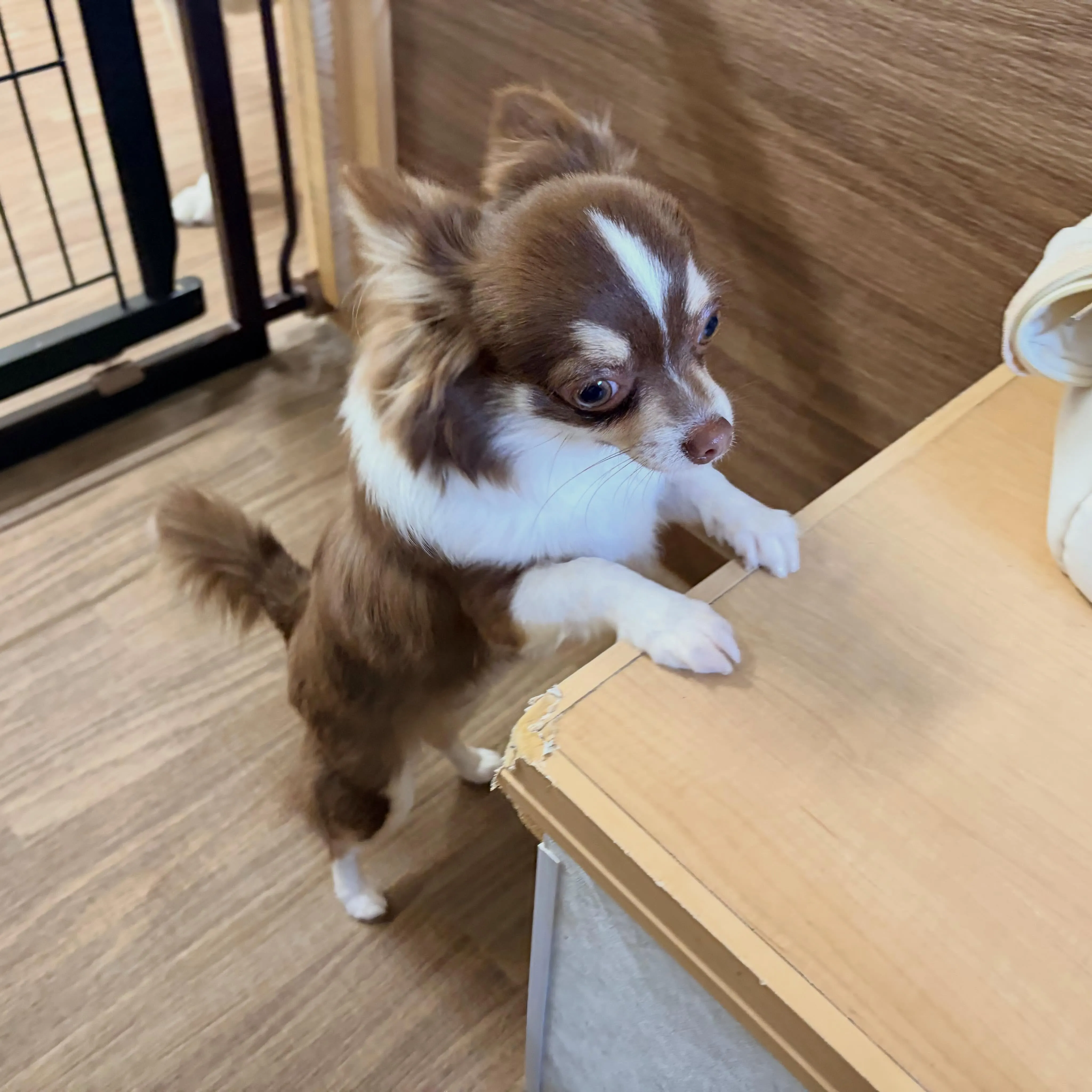 入会してくれたピノちゃんです🎀