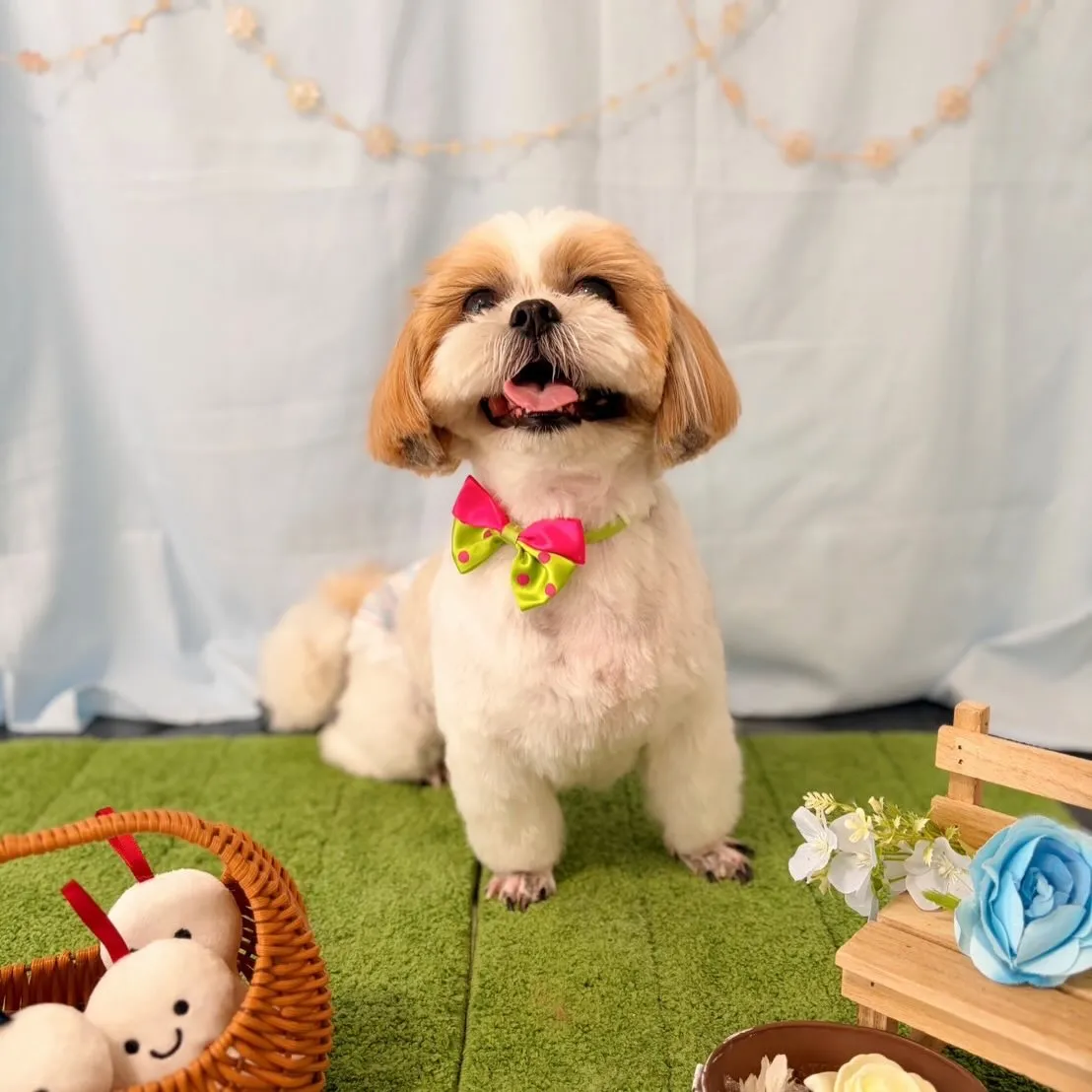 トリミングのセットメニューをご利用頂いたわんこたちです💖