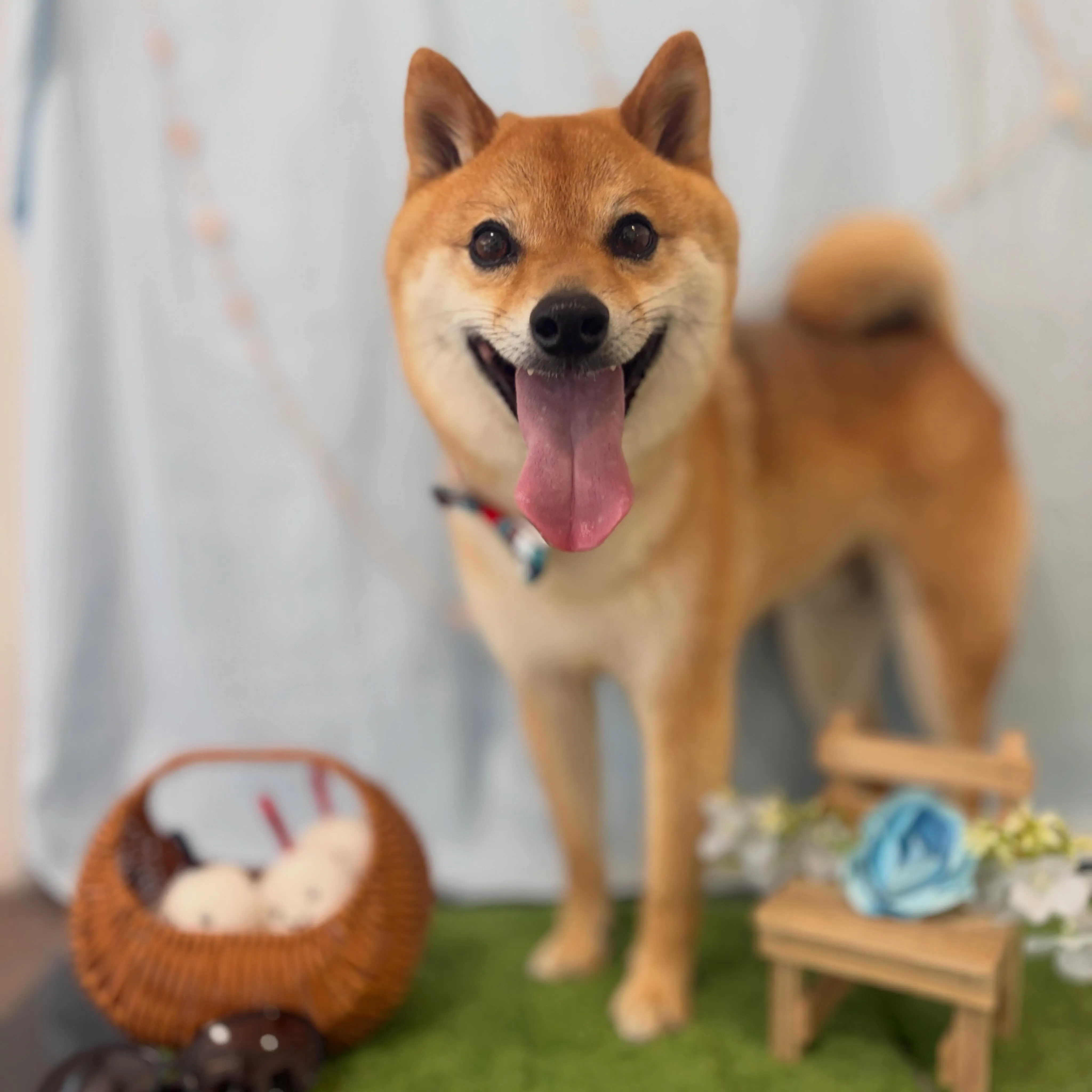 トリミングのセットメニューをご利用頂いたわんこたちです💖