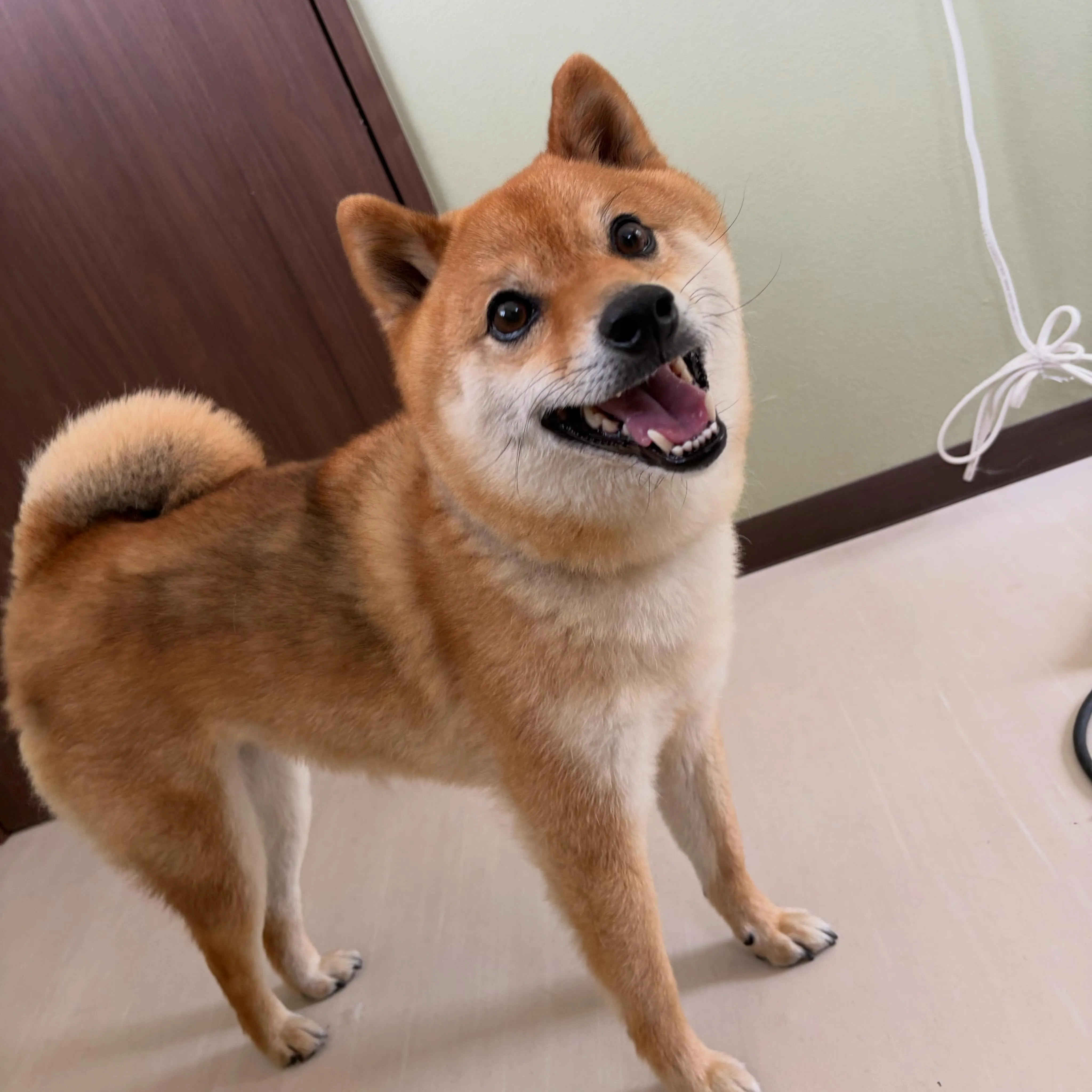トリミングのセットメニューをご利用頂いたわんこたちです💖
