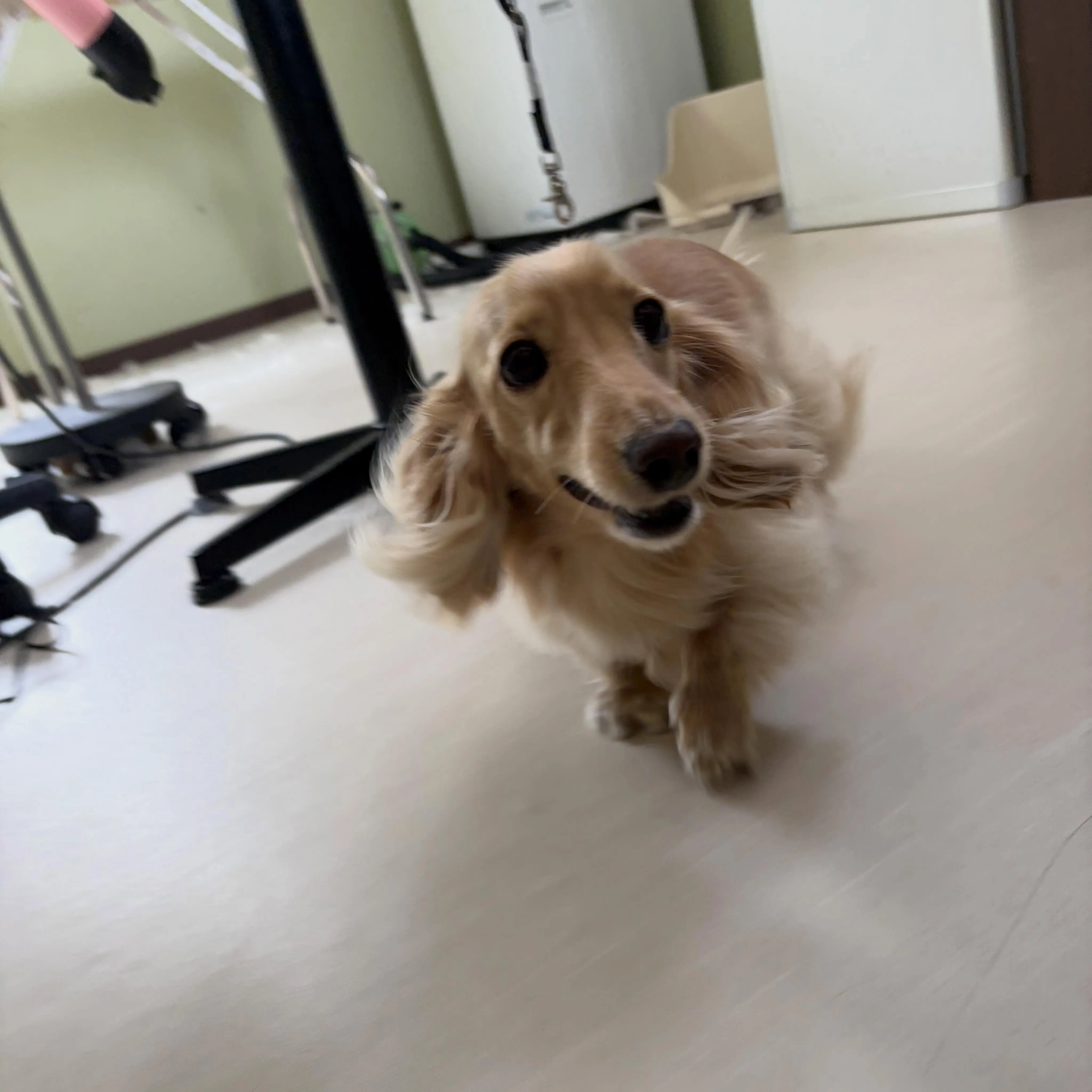 トリミングのセットメニューをご利用頂いたわんこたちです💖