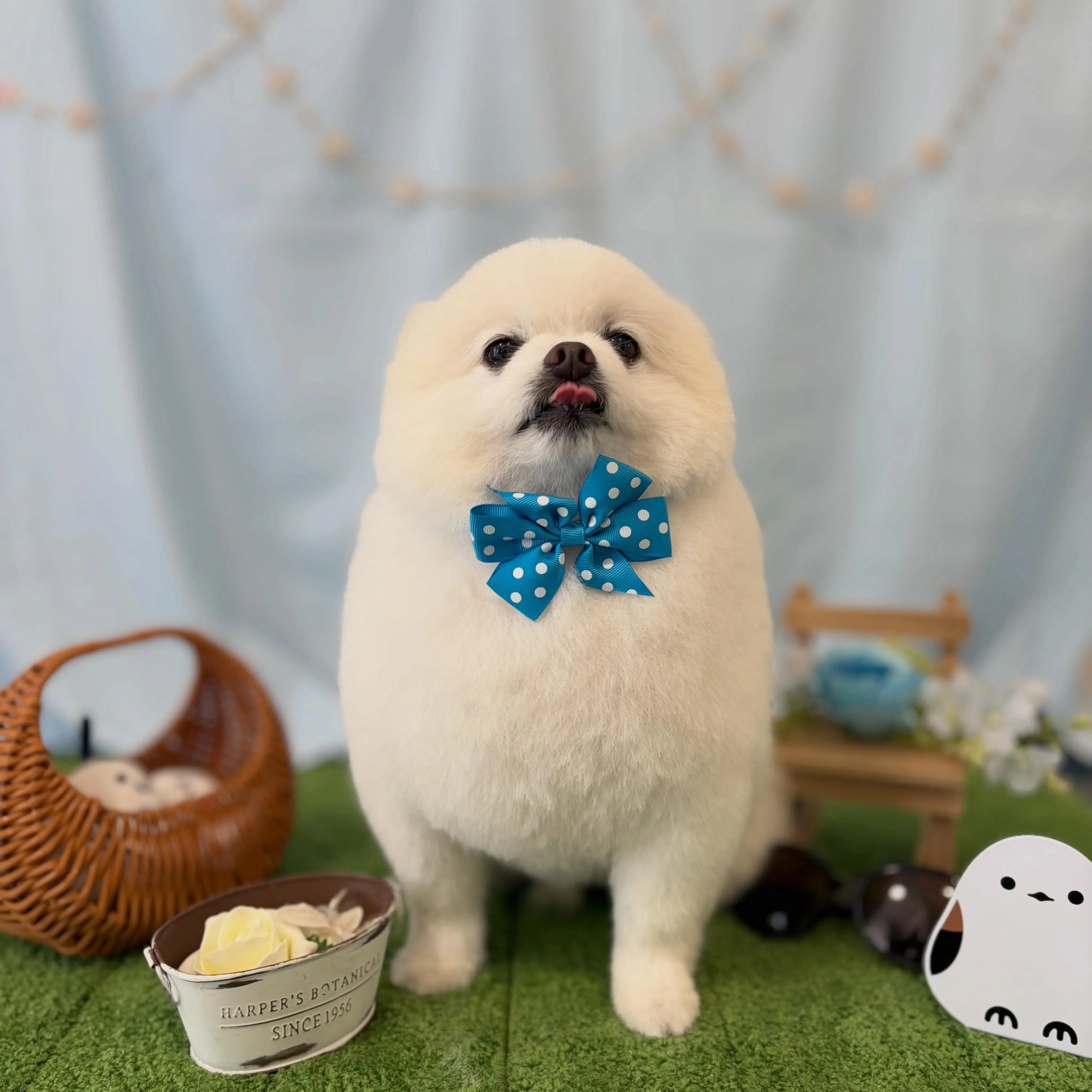 トリミングのセットメニューをご利用頂いたわんこたちです💖