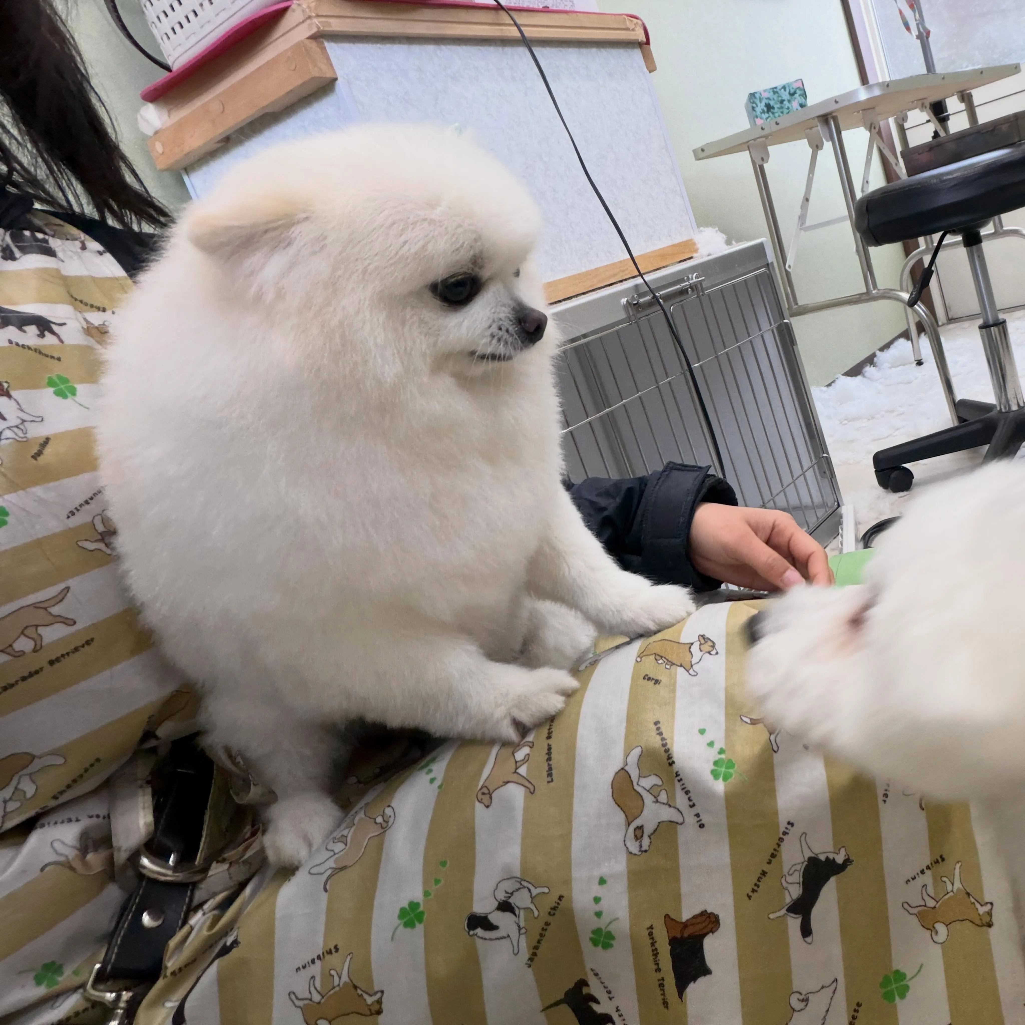 トリミングのセットメニューをご利用頂いたわんこたちです💖
