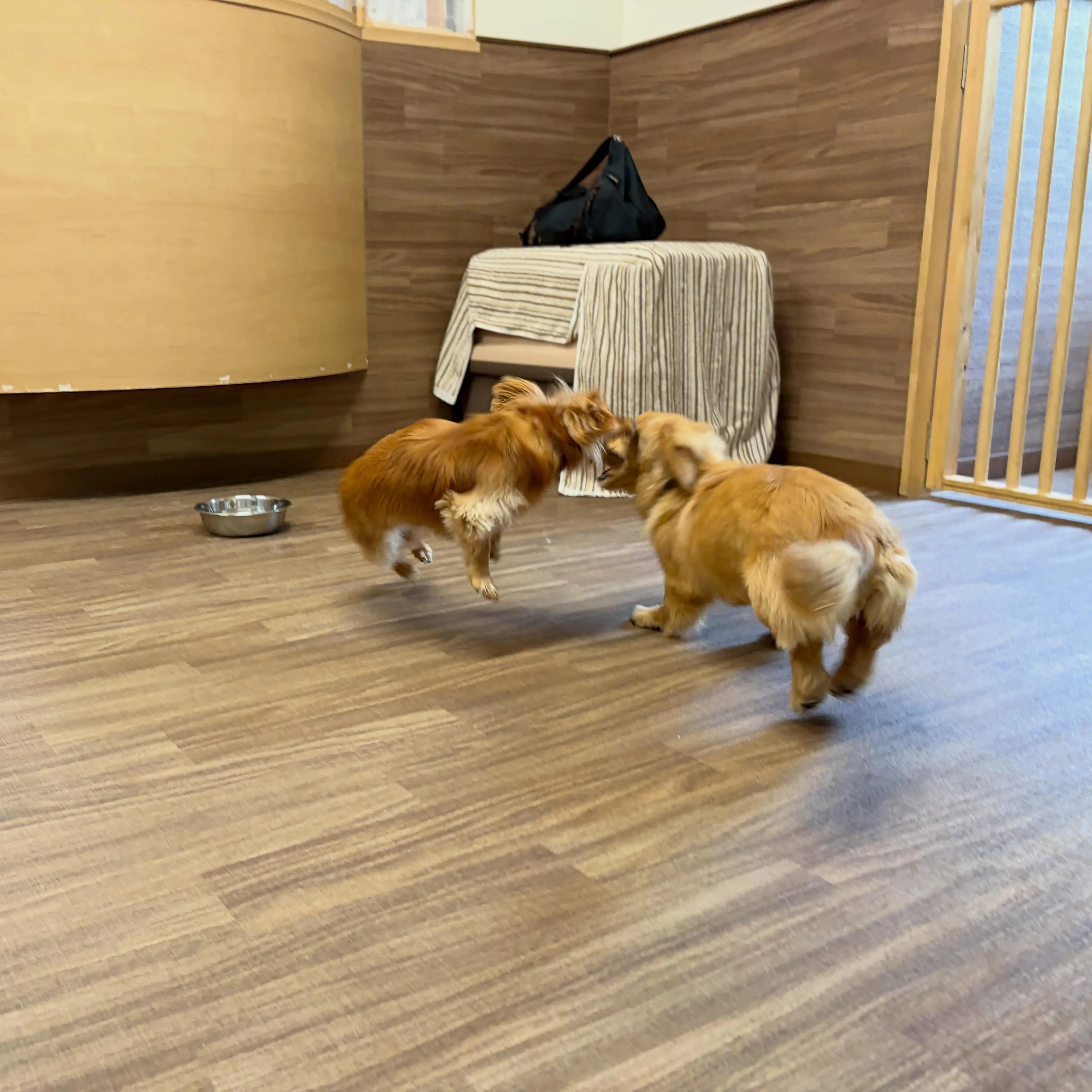 入会してくれたルナちゃんです💕