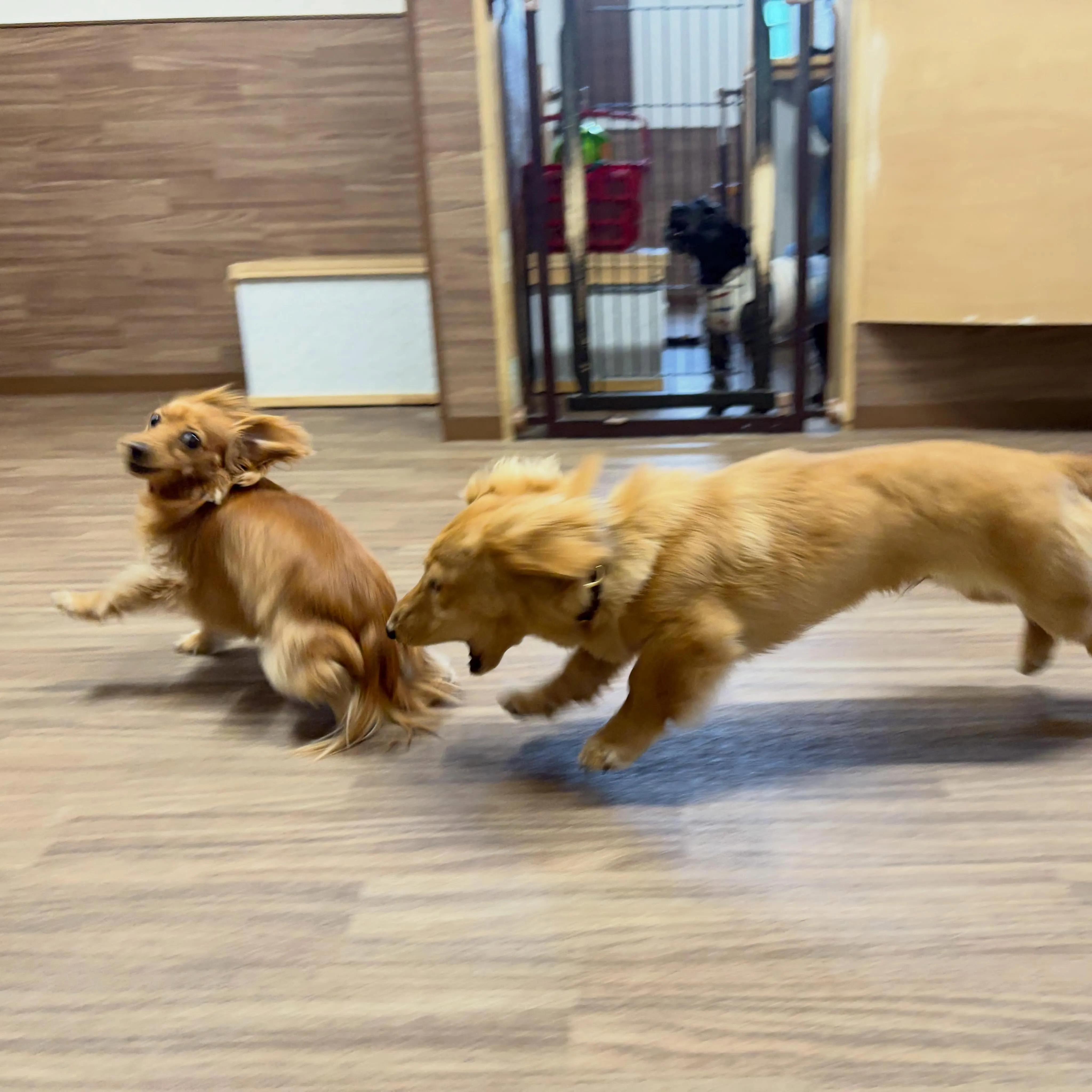 入会してくれたルナちゃんです💕