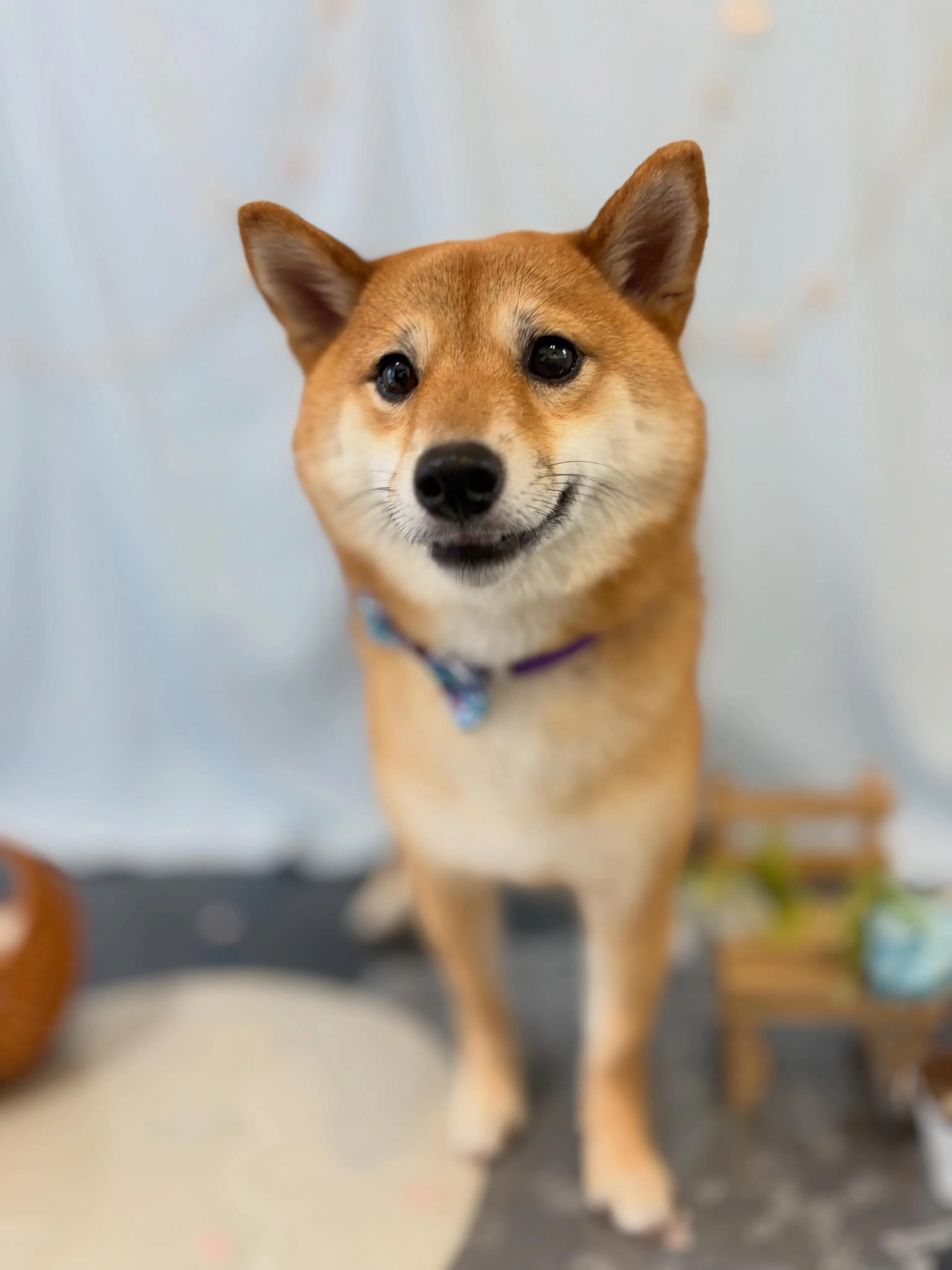 トリミングのセットメニューをご利用頂いたわんこたちです✨️
