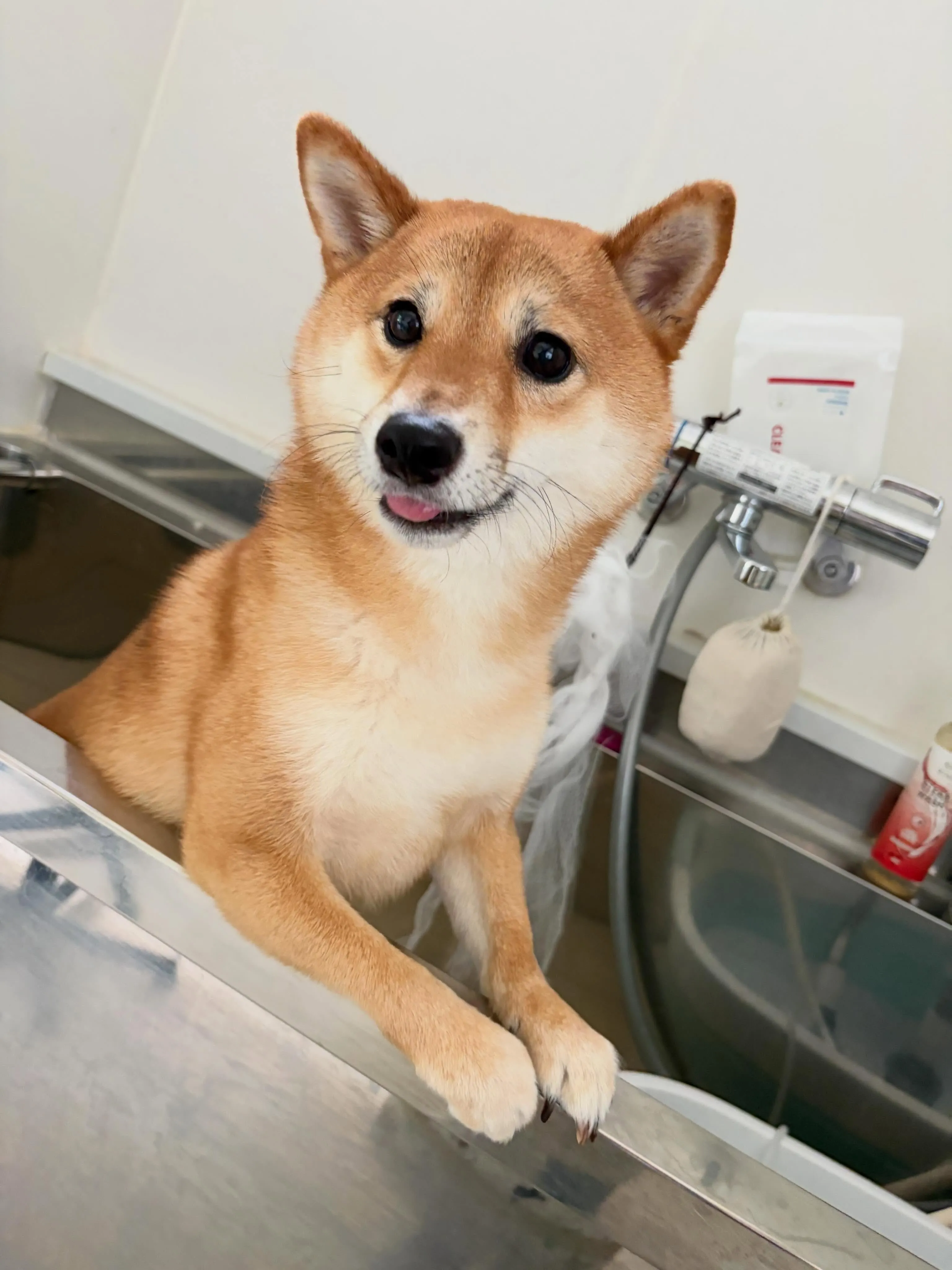 トリミングのセットメニューをご利用頂いたわんこたちです✨️