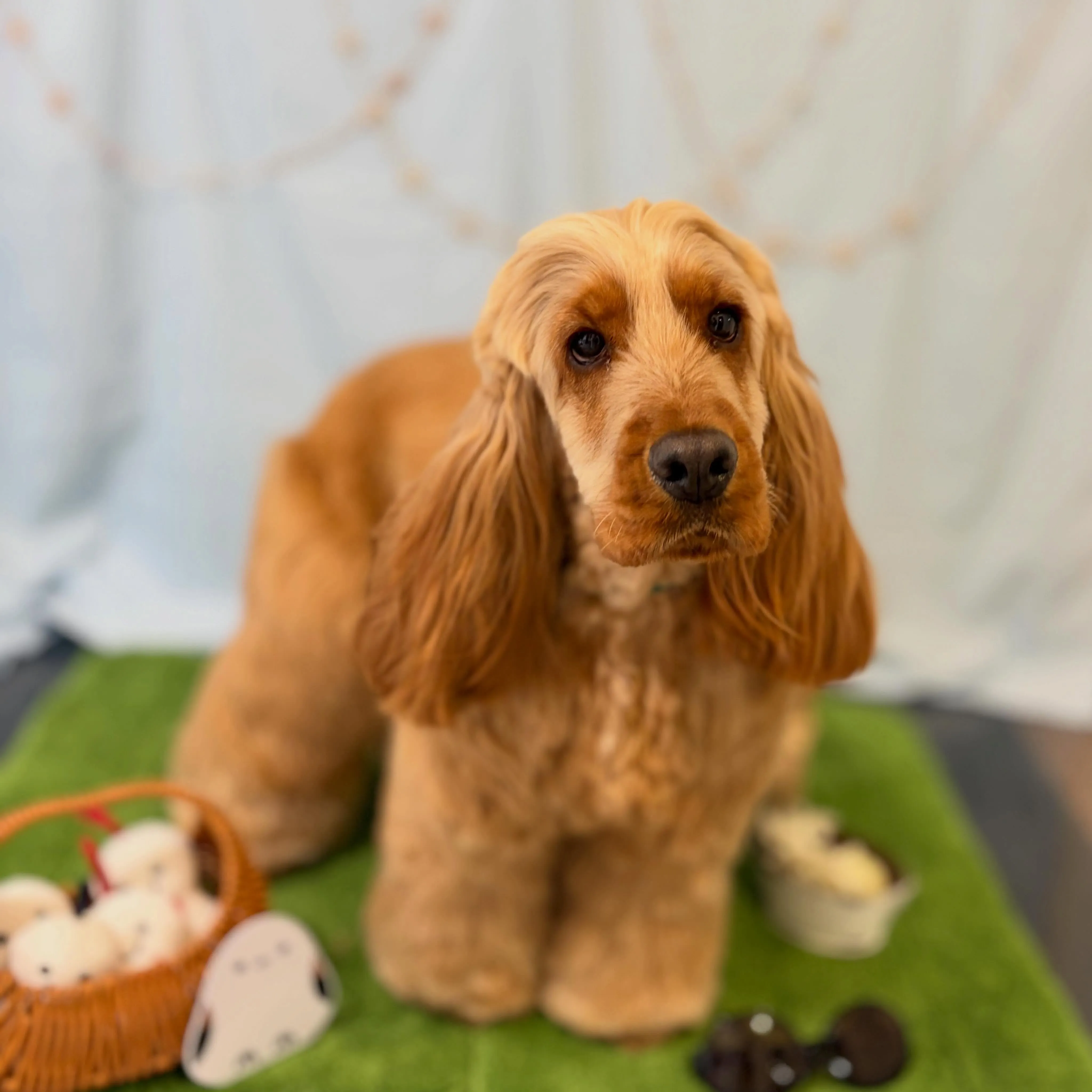 トリミングのセットメニューをご利用頂いたわんこたちです🐾
