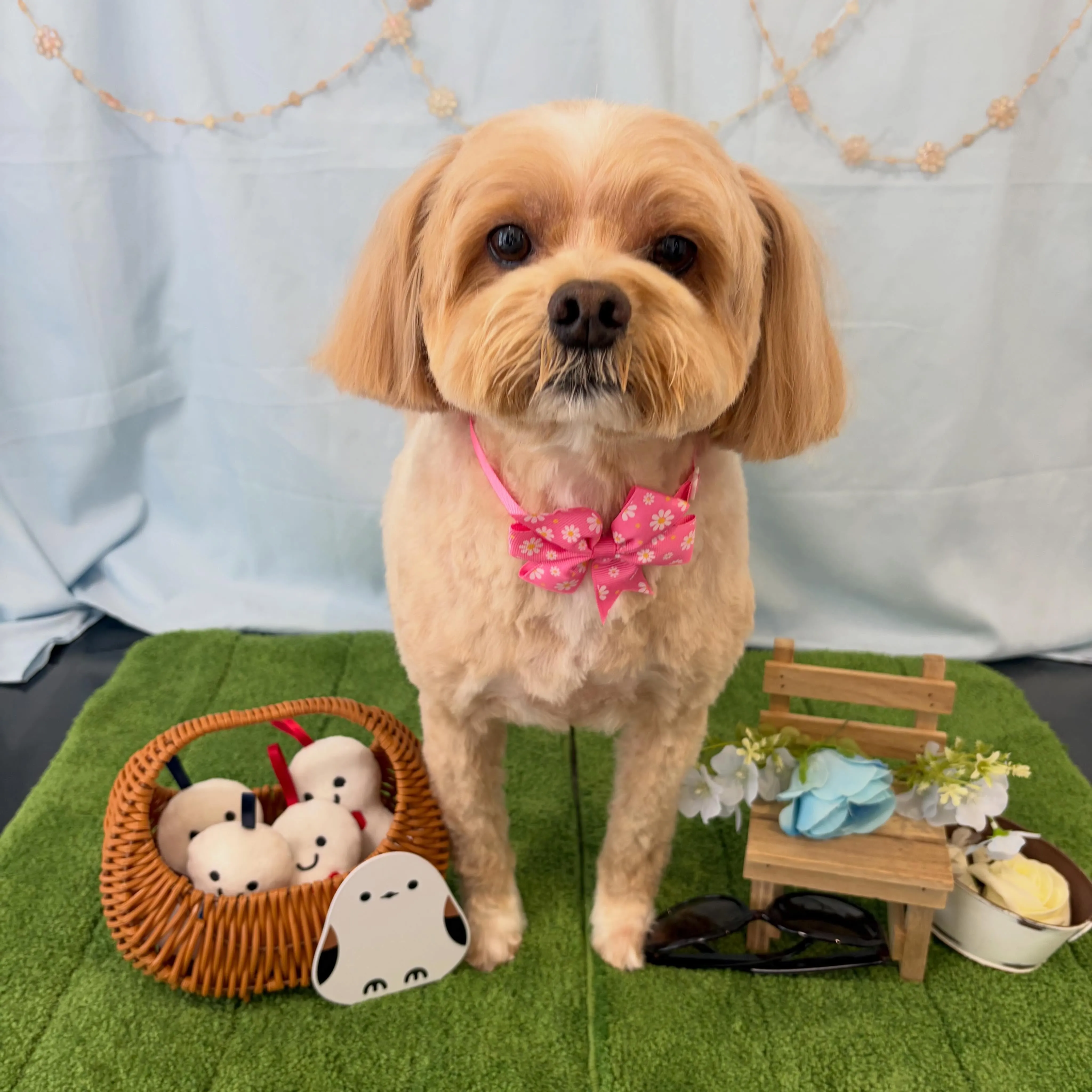 トリミングのセットメニューをご利用頂いたわんこたちです🐾