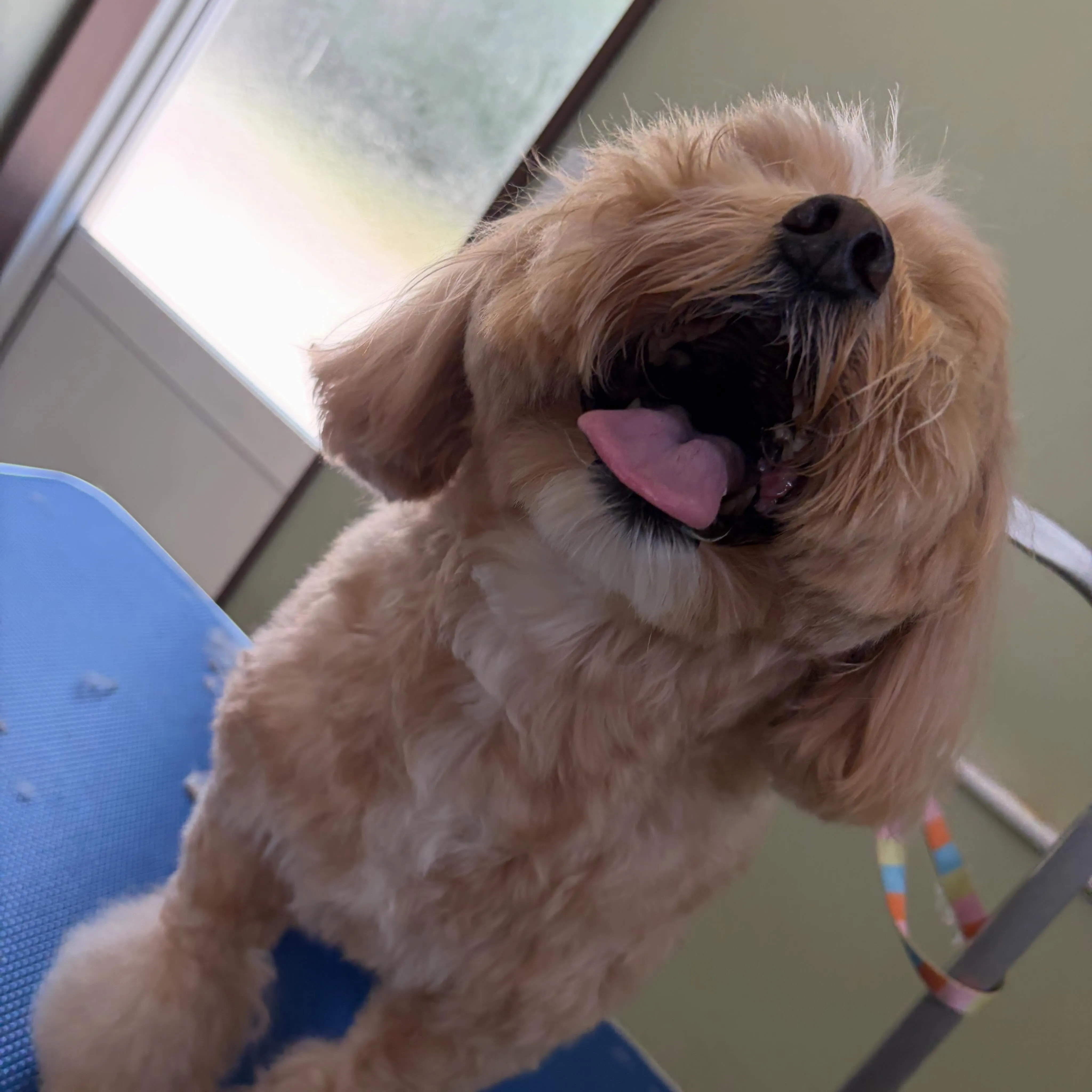 トリミングのセットメニューをご利用頂いたわんこたちです🐾