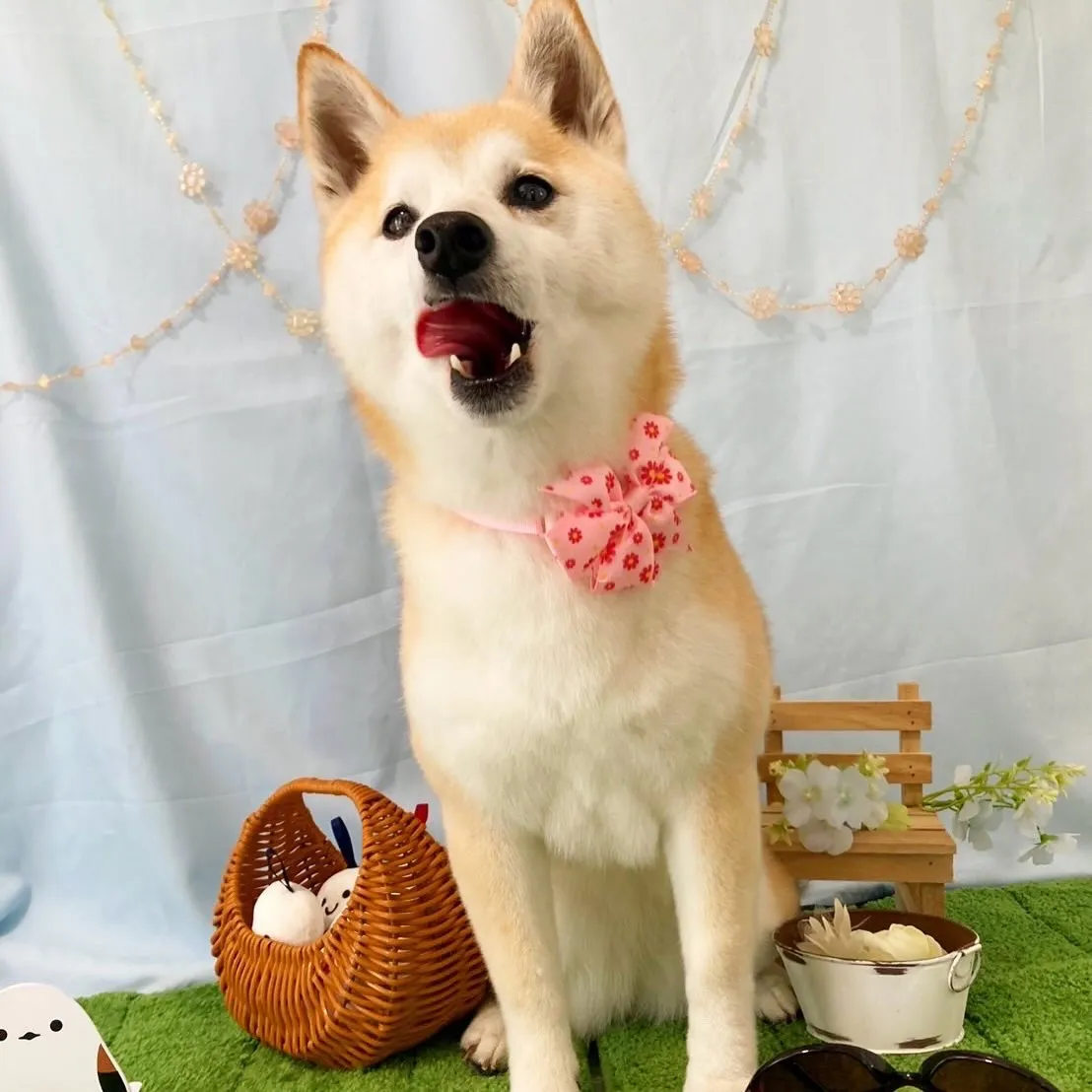 トリミングのセットメニューをご利用頂いたわんこたちです🐾