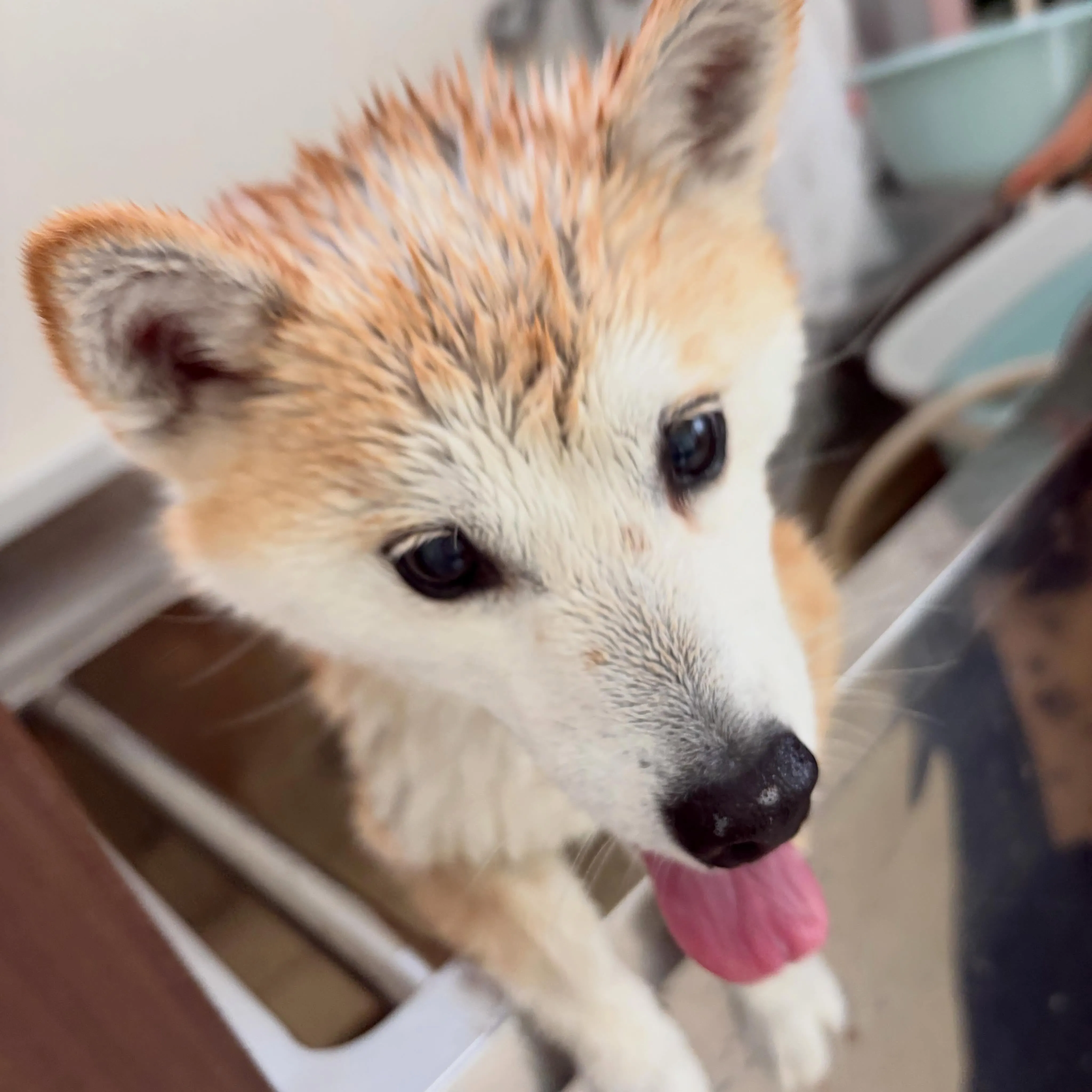 トリミングのセットメニューをご利用頂いたわんこたちです🐾